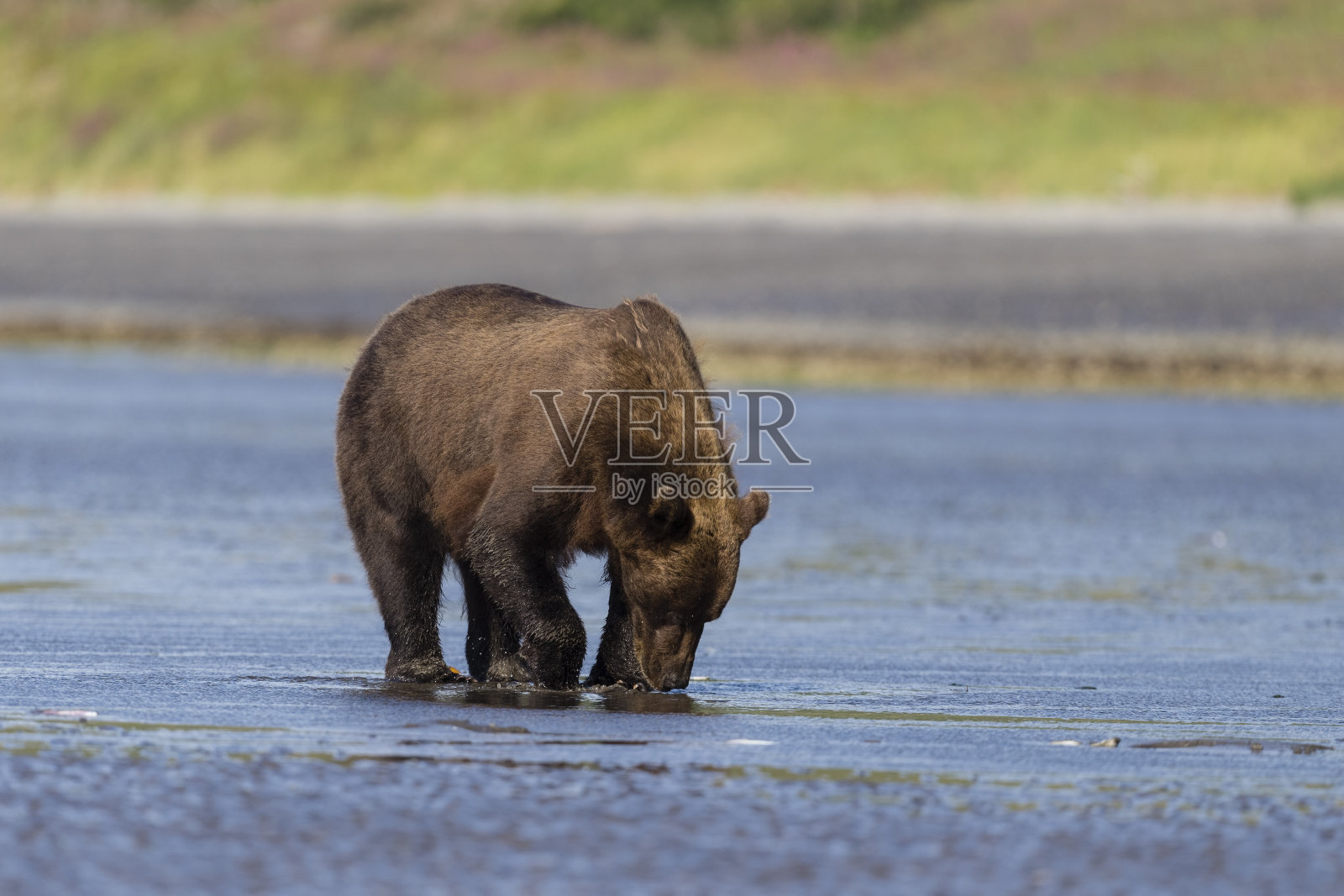灰熊吃蛤照片摄影图片