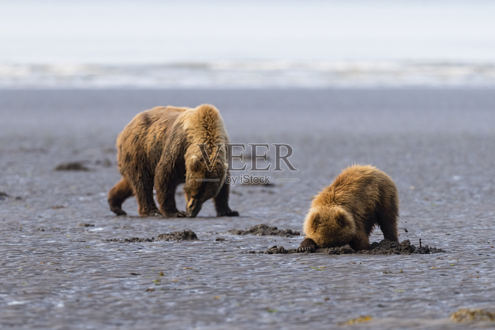 灰熊正在吃蛤蜊，妈妈和宝宝照片摄影图片