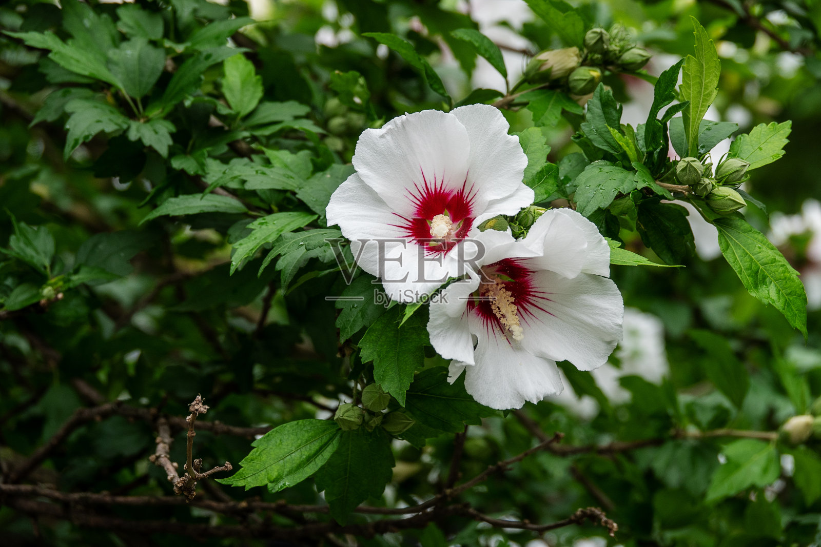 盛开的白色木槿花鲜艳的红色中心照片摄影图片