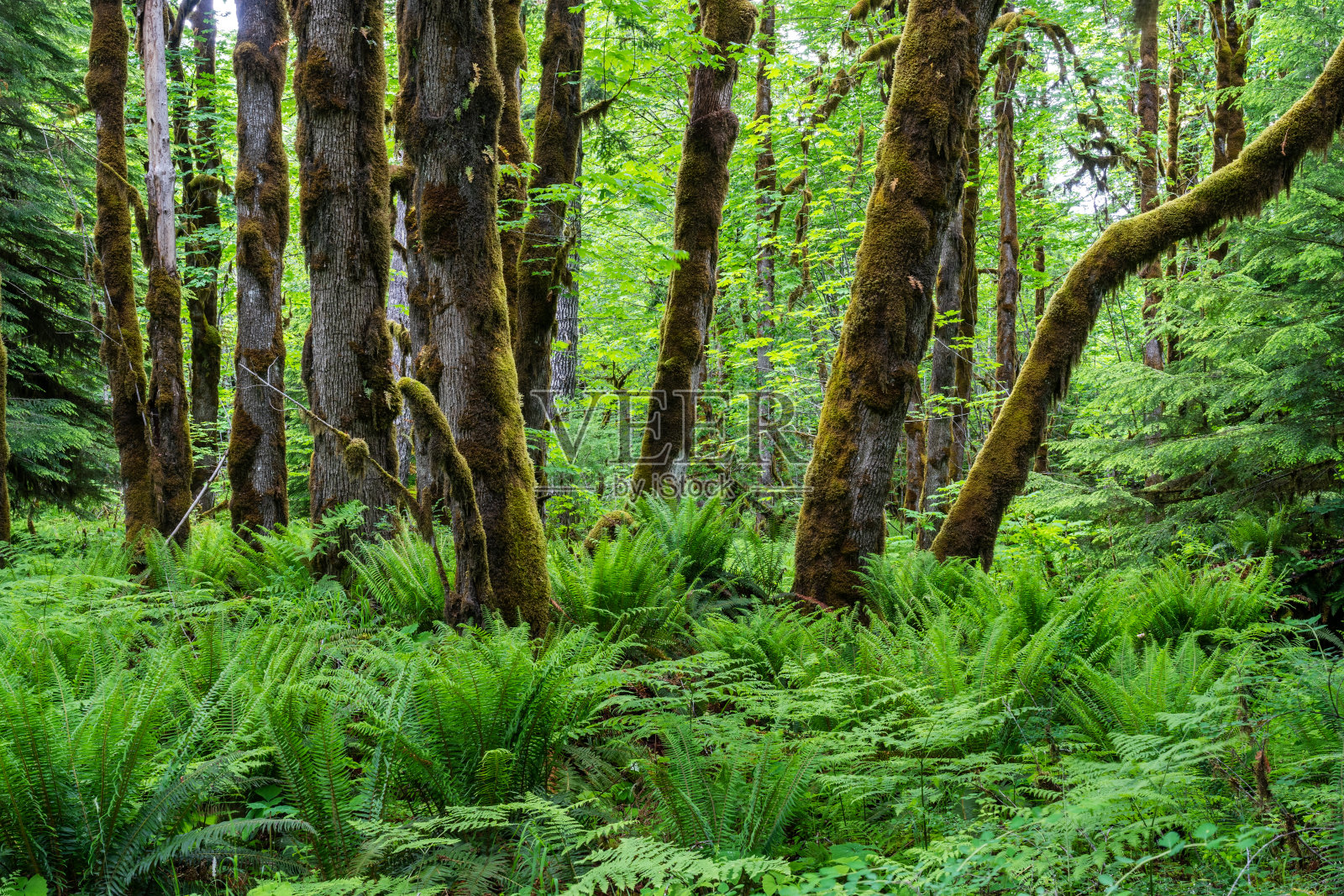 温哥华岛热带雨林照片摄影图片