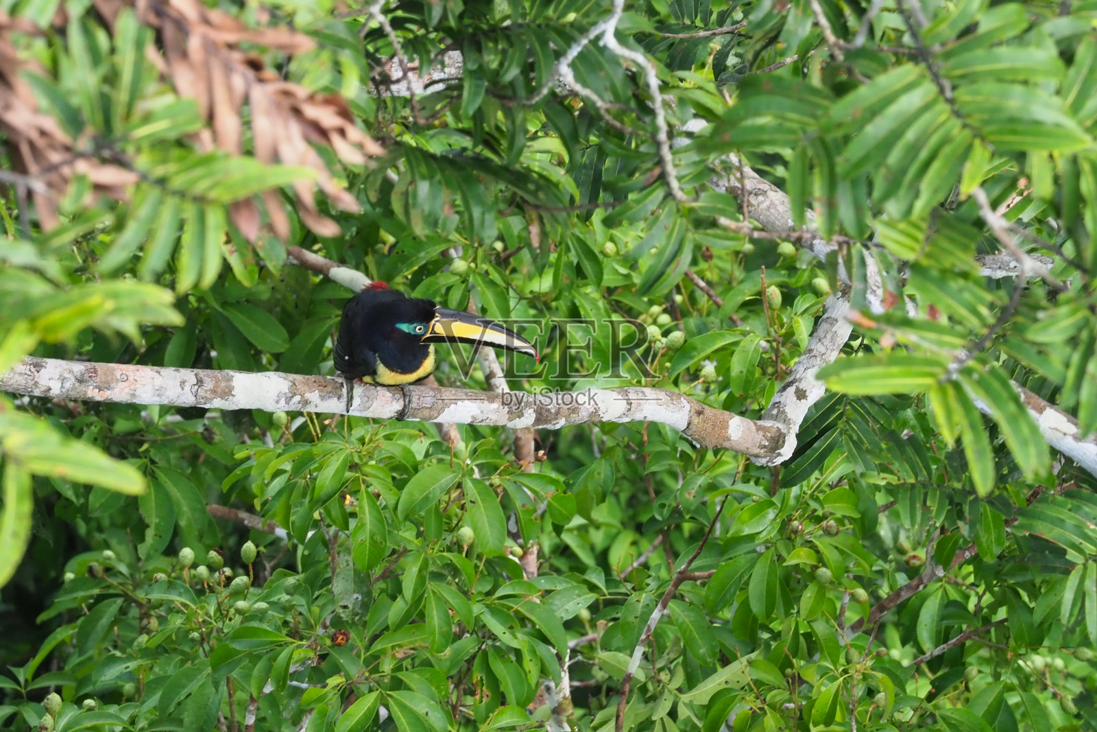 奥雷利亚纳省、厄瓜多尔照片摄影图片