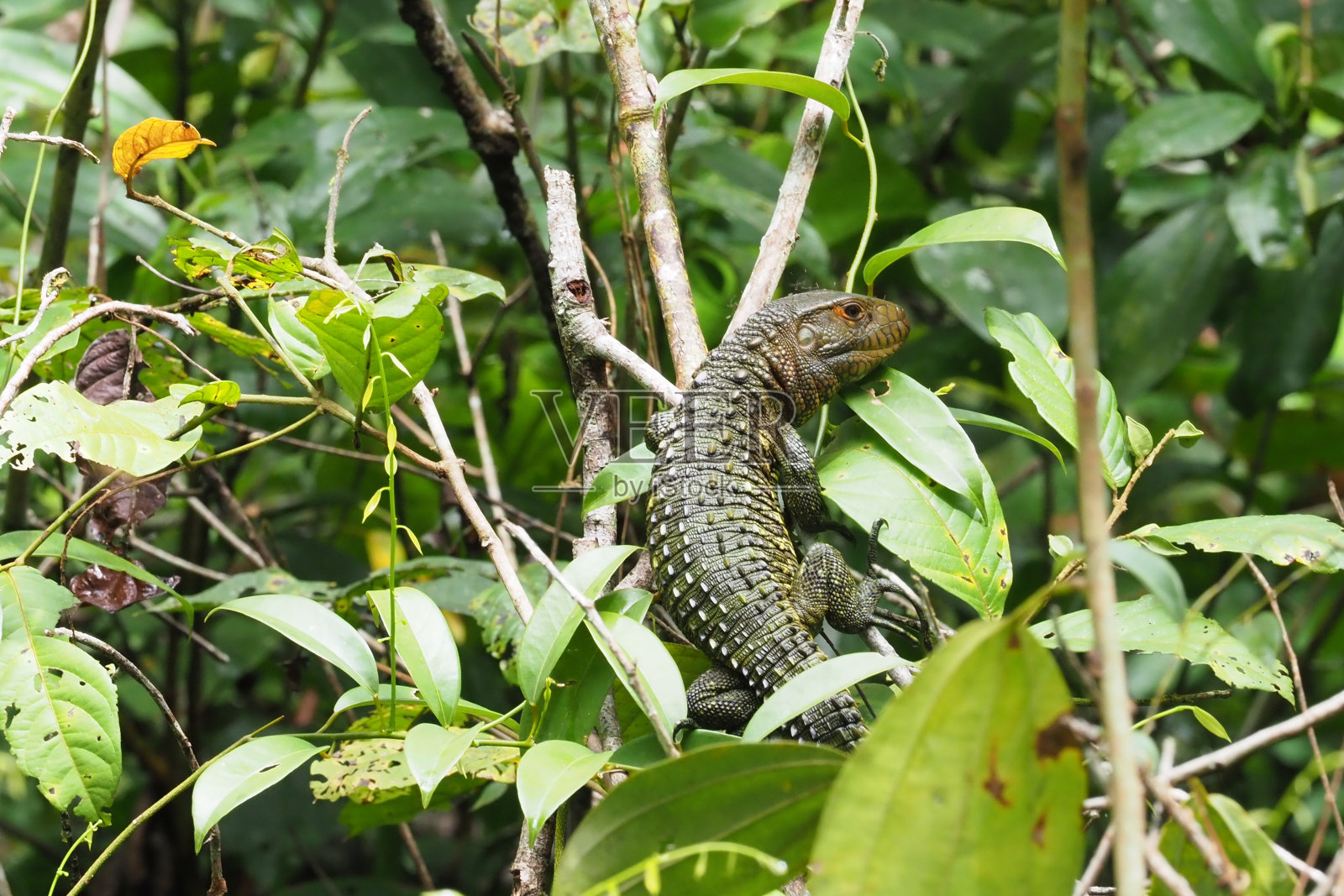 奥雷利亚纳省、厄瓜多尔照片摄影图片