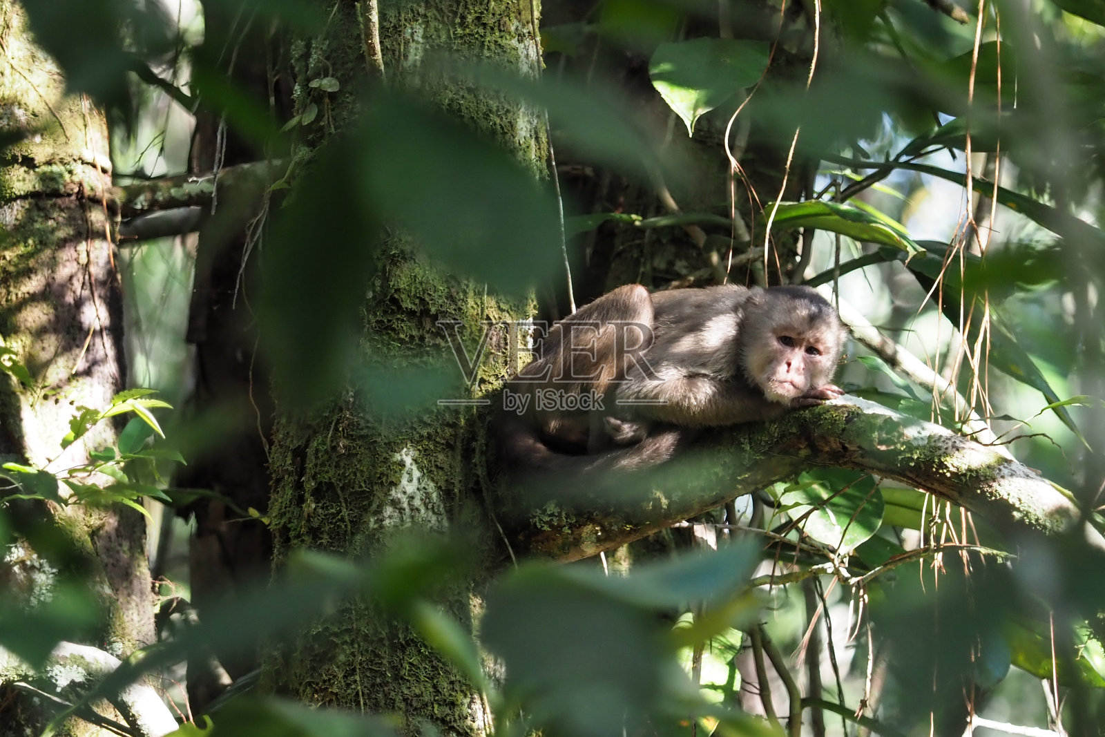 奥雷利亚纳省、厄瓜多尔照片摄影图片