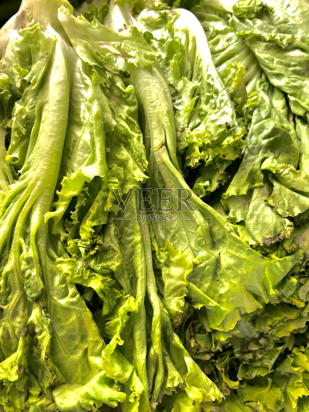 Letuce蔬菜照片摄影图片