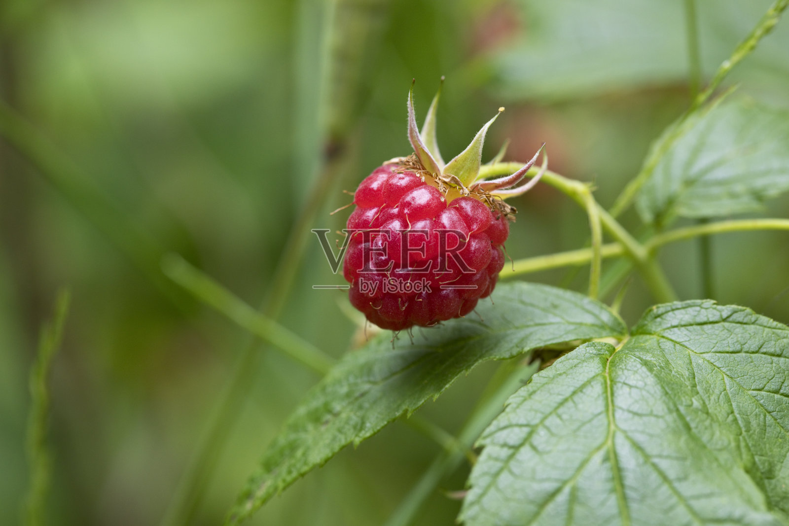 树莓植物上成熟的待采摘的树莓照片摄影图片