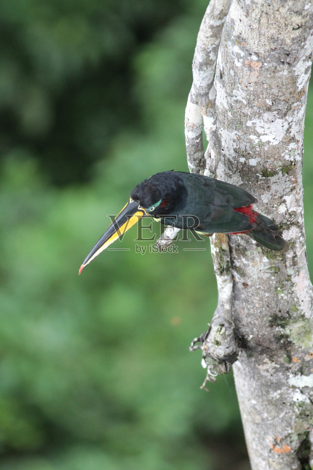 奥雷利亚纳省、厄瓜多尔照片摄影图片
