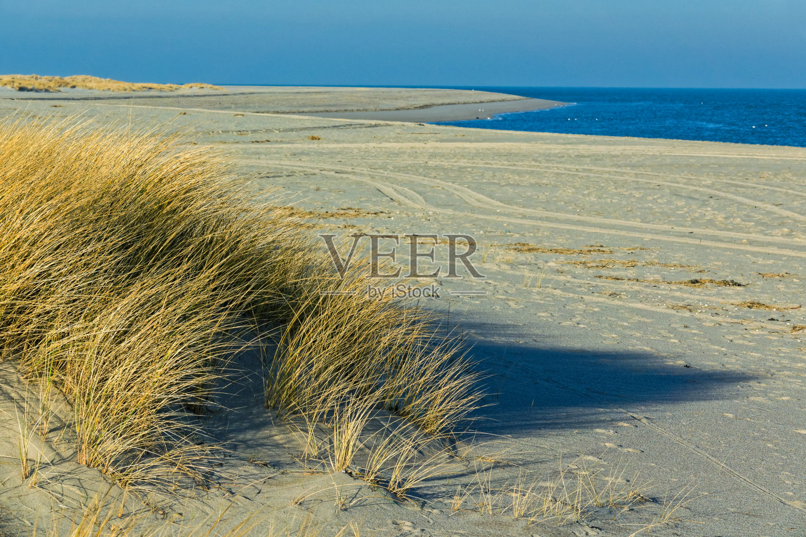 德国Sylt岛沙丘上的马兰草海滩照片摄影图片