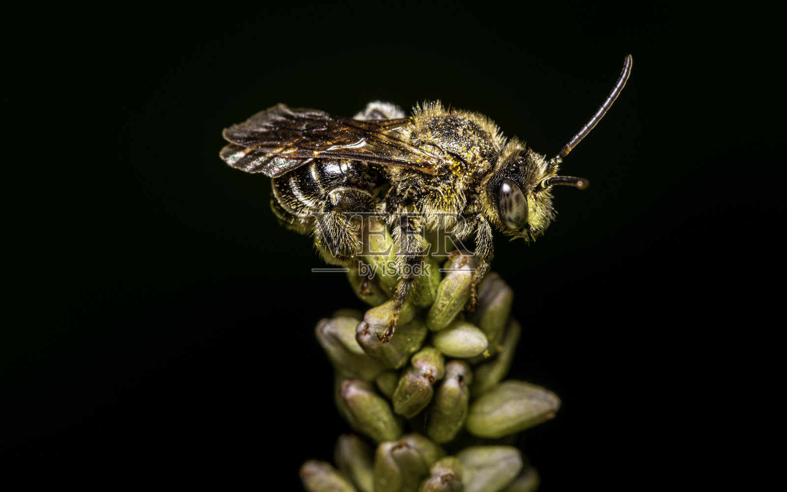 沙蜂-安德里纳种照片摄影图片