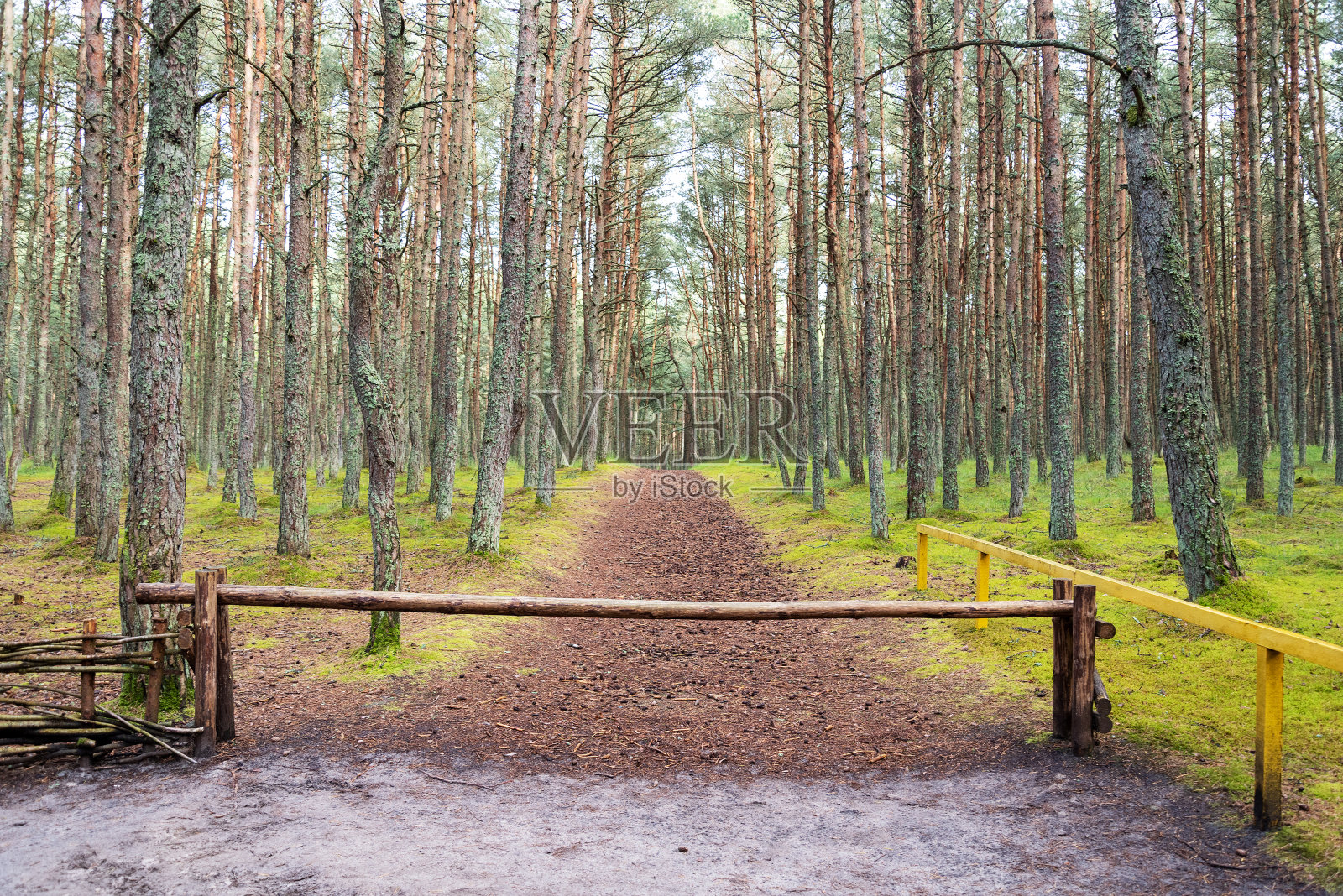 美丽的乡村景观，古老的木栅栏和森林。照片摄影图片