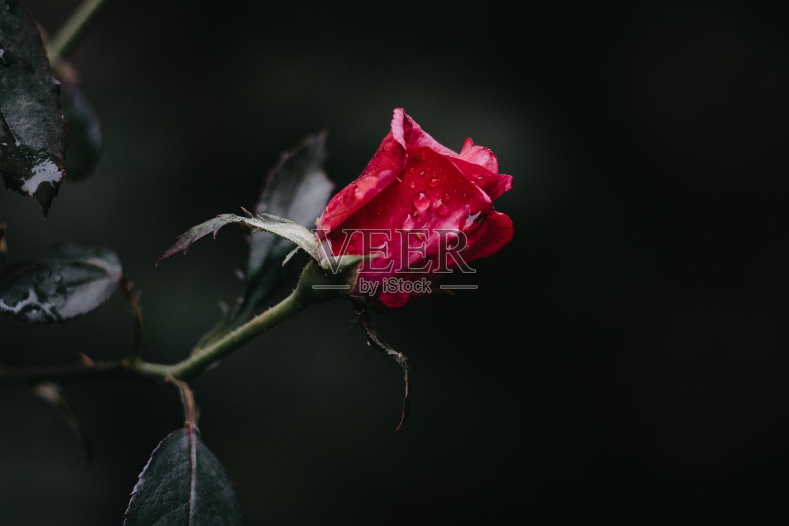 雨点里暗红的玫瑰照片摄影图片