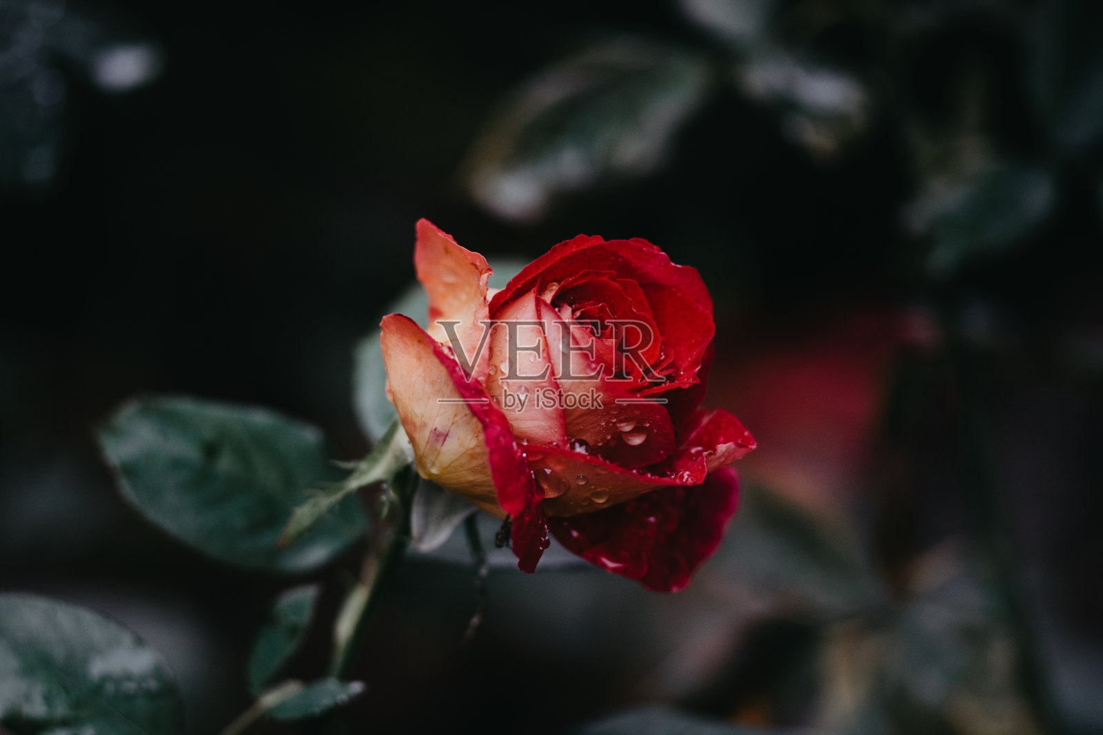 雨点里暗红的玫瑰照片摄影图片