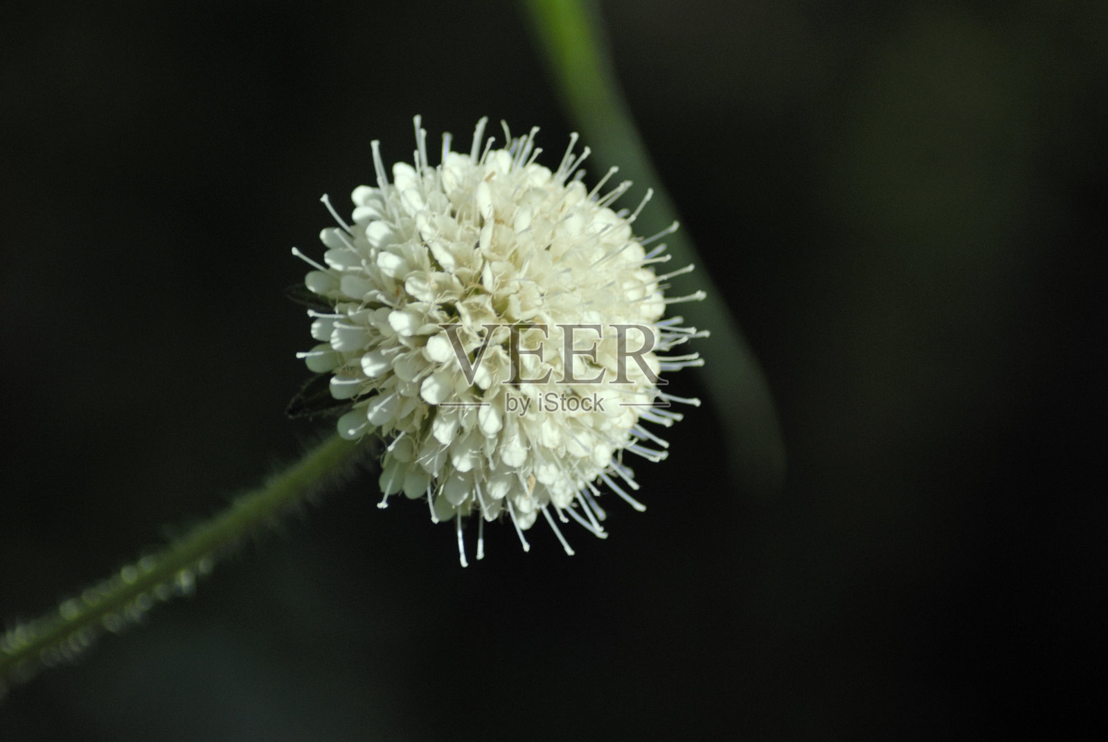 喜马拉雅山脉的野花照片摄影图片