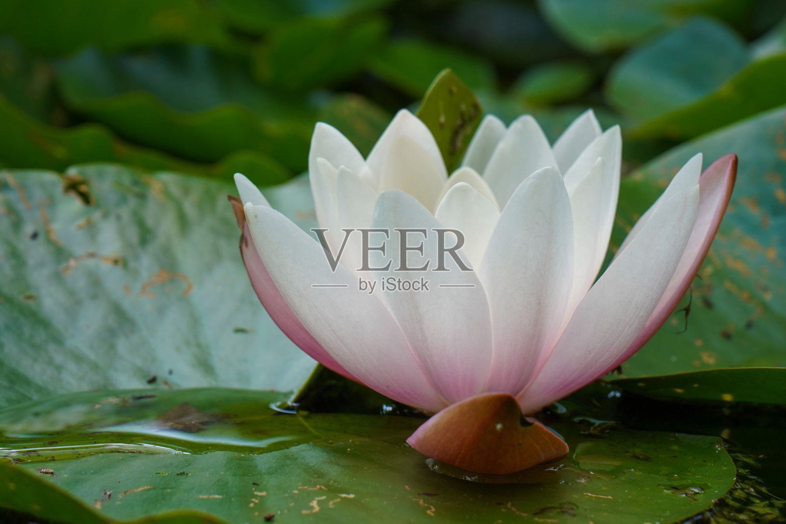 池塘中的欧洲白睡莲照片摄影图片