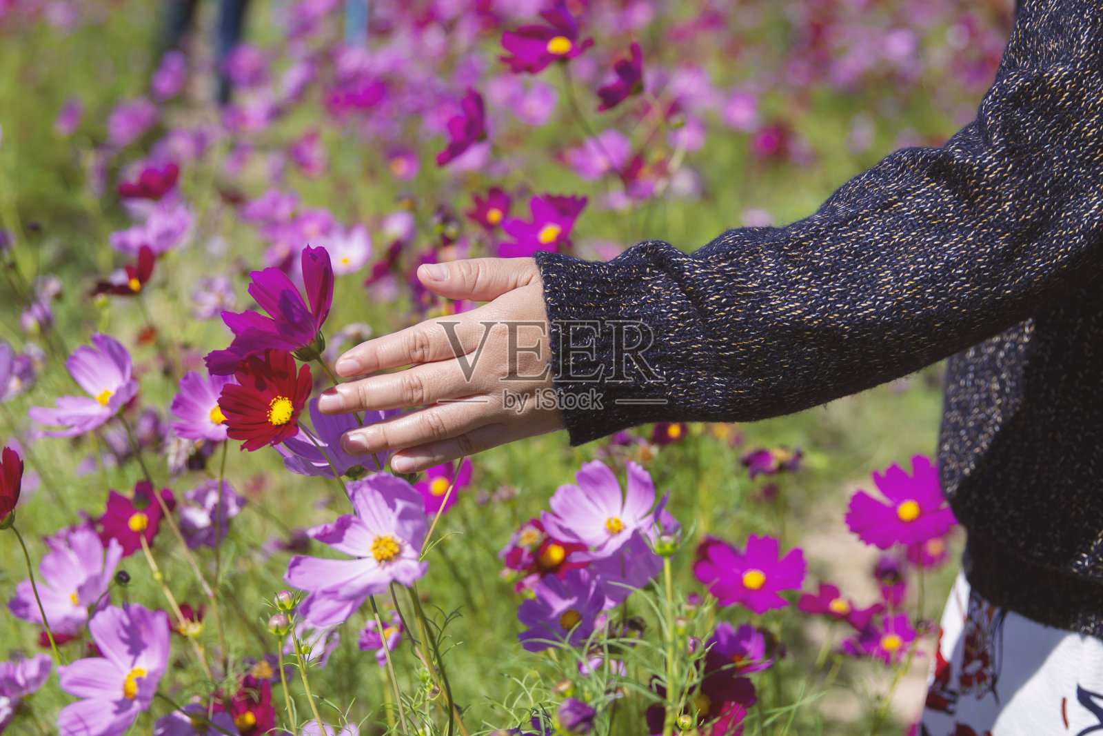 女人的手抓住了花园里的宇宙照片摄影图片
