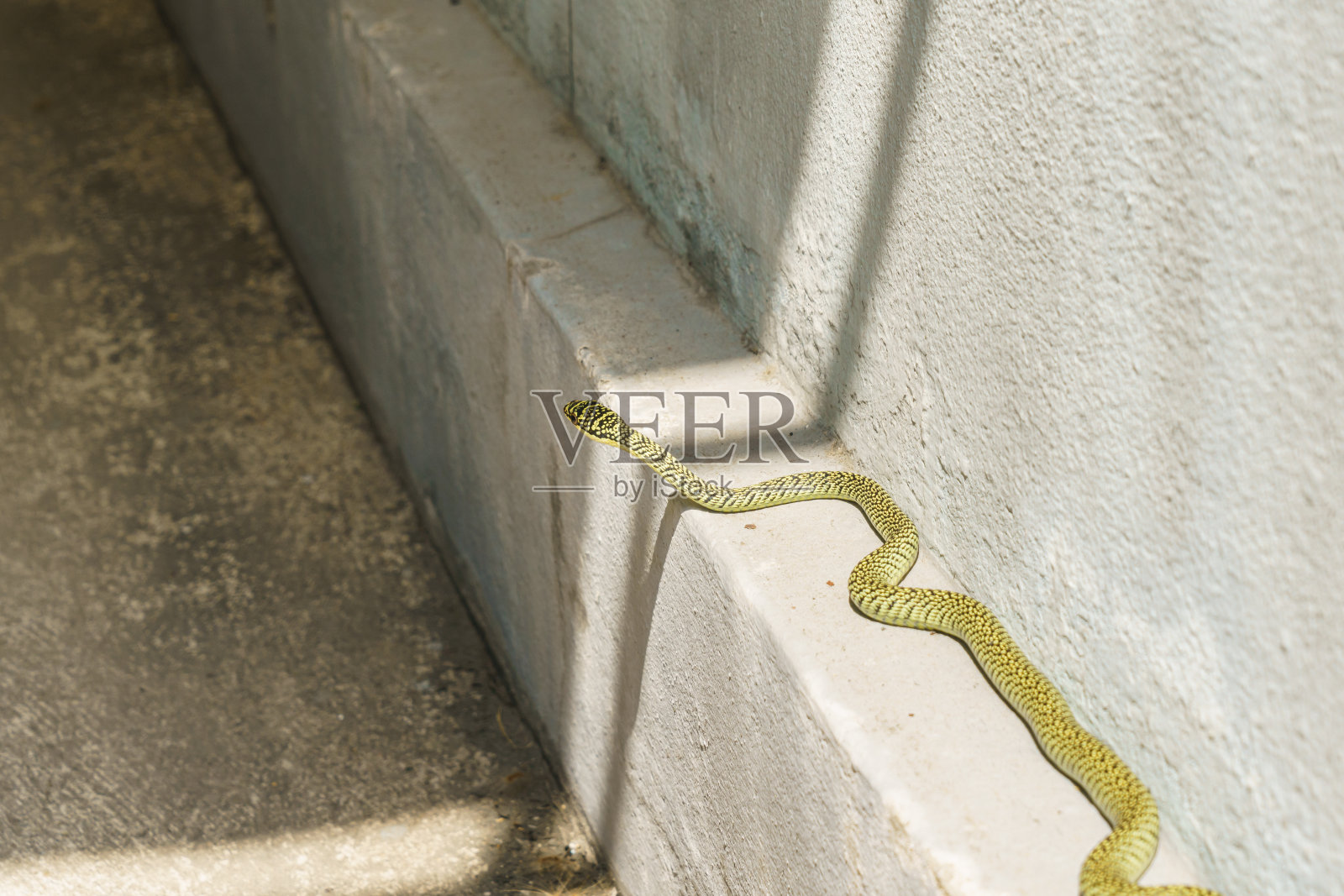 金树蛇照片摄影图片