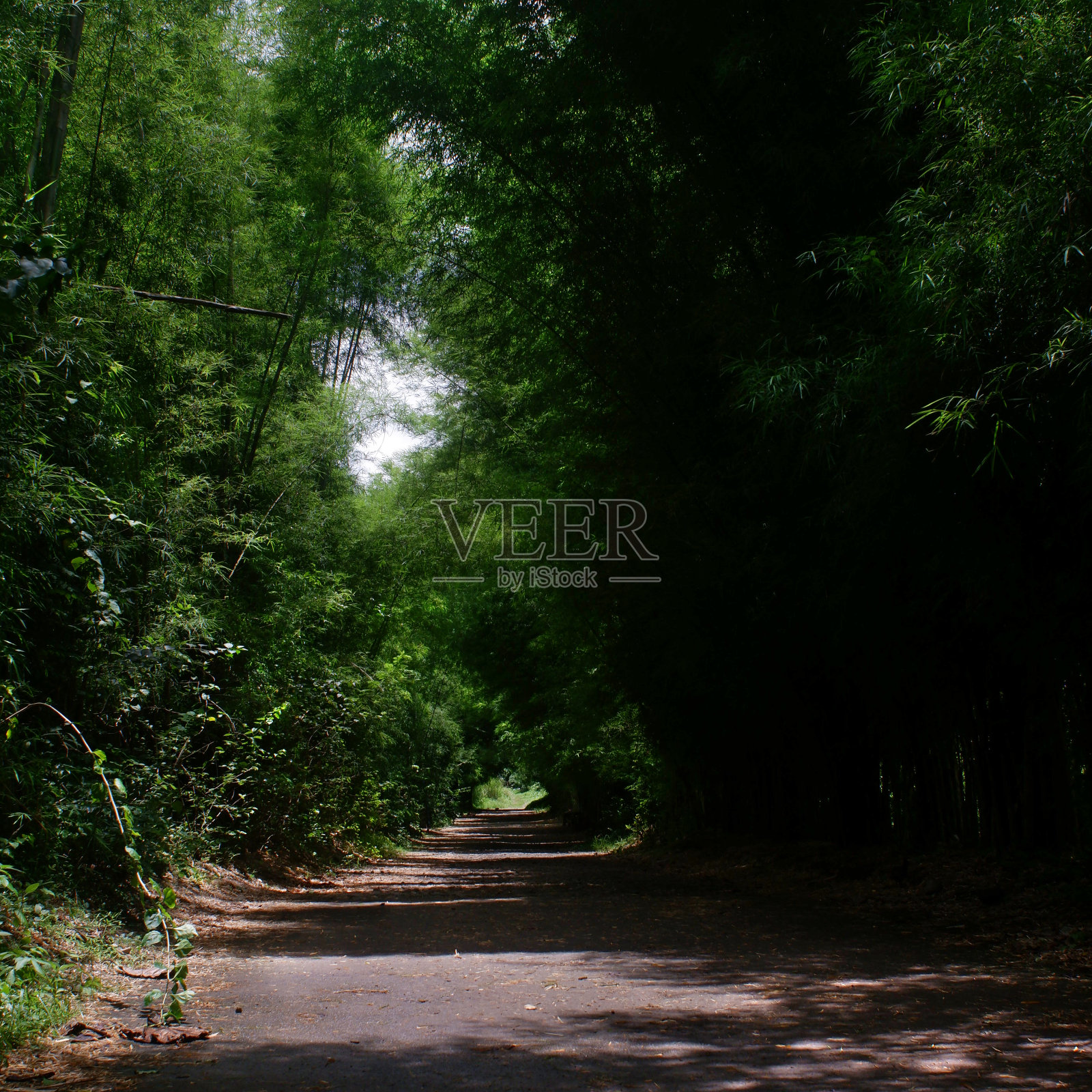 在一个农村社区，一条崎岖的道路两旁是一排排的竹子。照片摄影图片