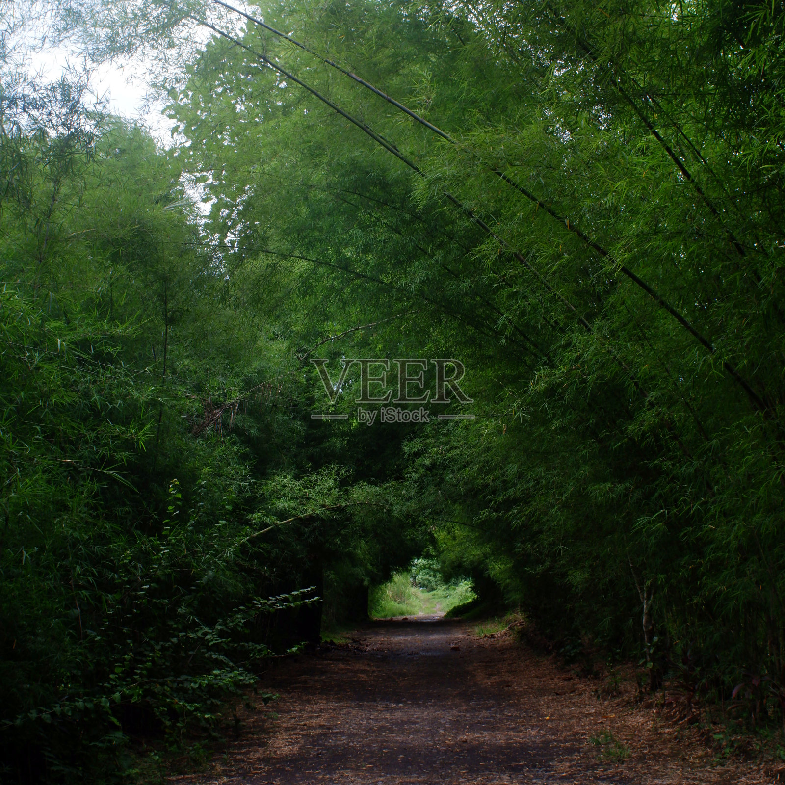 在一个农村社区，一条崎岖的道路两旁是一排排的竹子。照片摄影图片