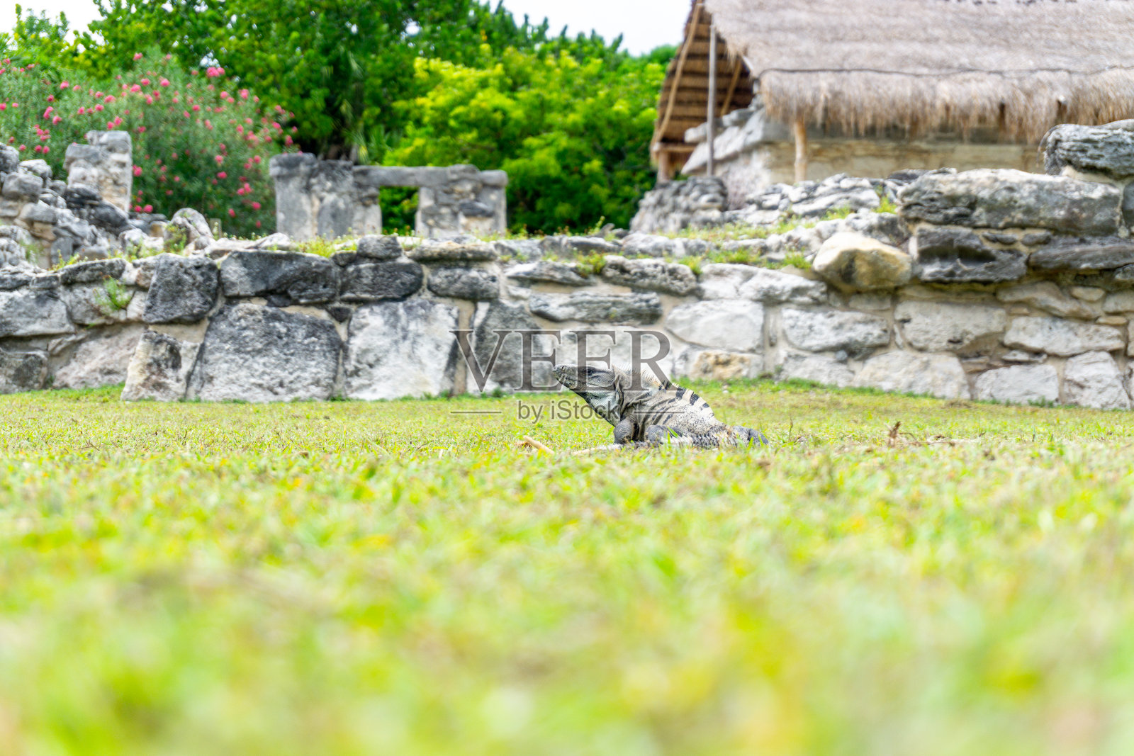 鬣蜥是鬣蜥科的一群蜥蜴，栖息在中美洲、南美洲和加勒比地区。照片摄影图片