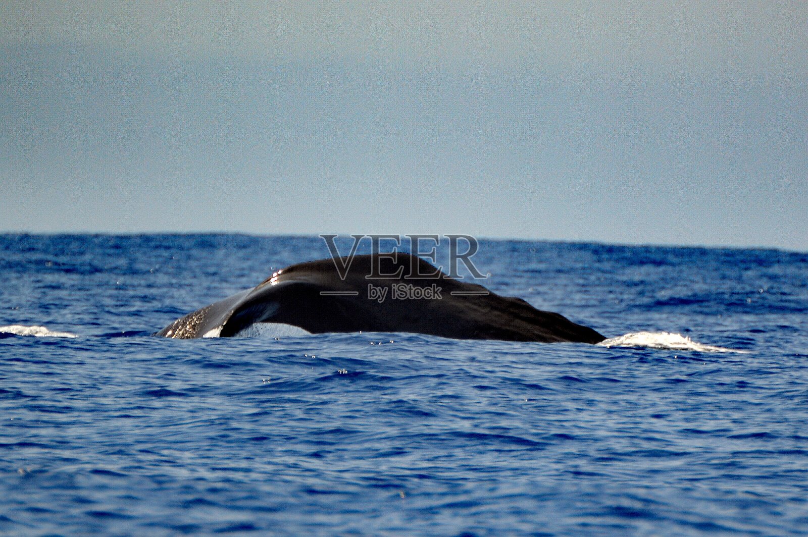 葡萄牙，马德拉，鲸鱼，尾鳍，潜水，鲸鱼照片摄影图片