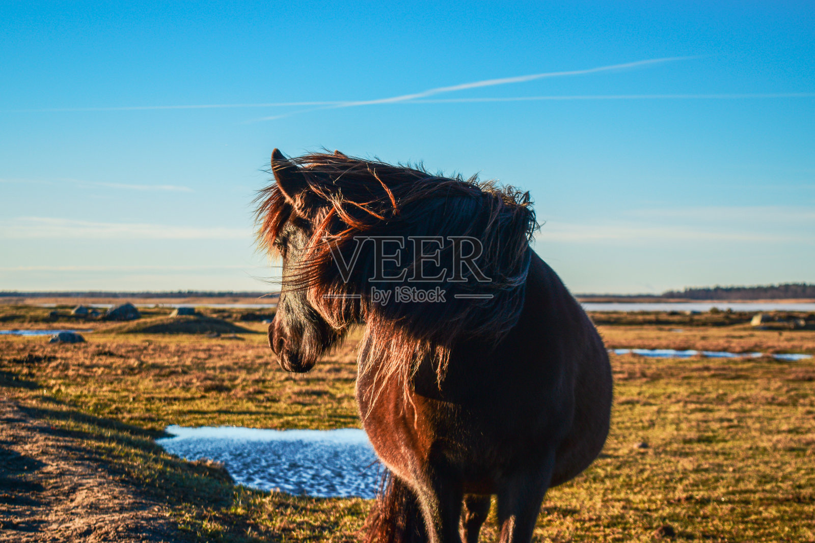 马照片摄影图片