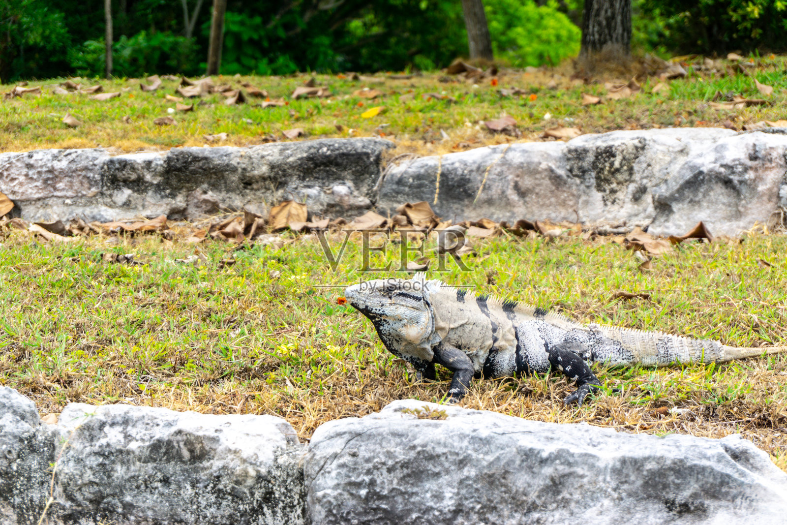 鬣蜥是鬣蜥科的一群蜥蜴，栖息在中美洲、南美洲和加勒比地区。照片摄影图片