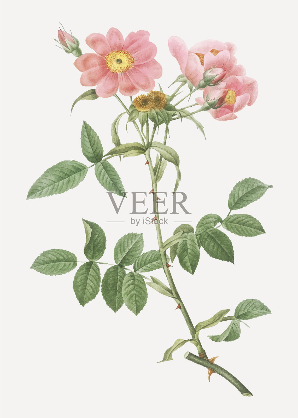 孟孙夫人的玫瑰花开了插画图片素材