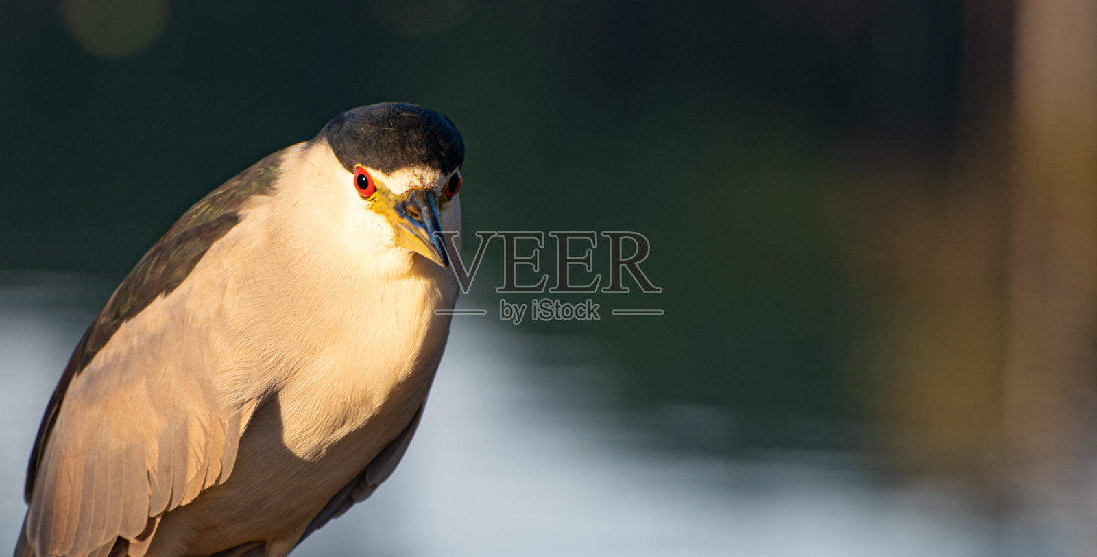 萨瓦库，一种栖息在湖泊和河流中的巴西鸟，在黎明时分，自然光下，选择性聚焦拍摄。照片摄影图片