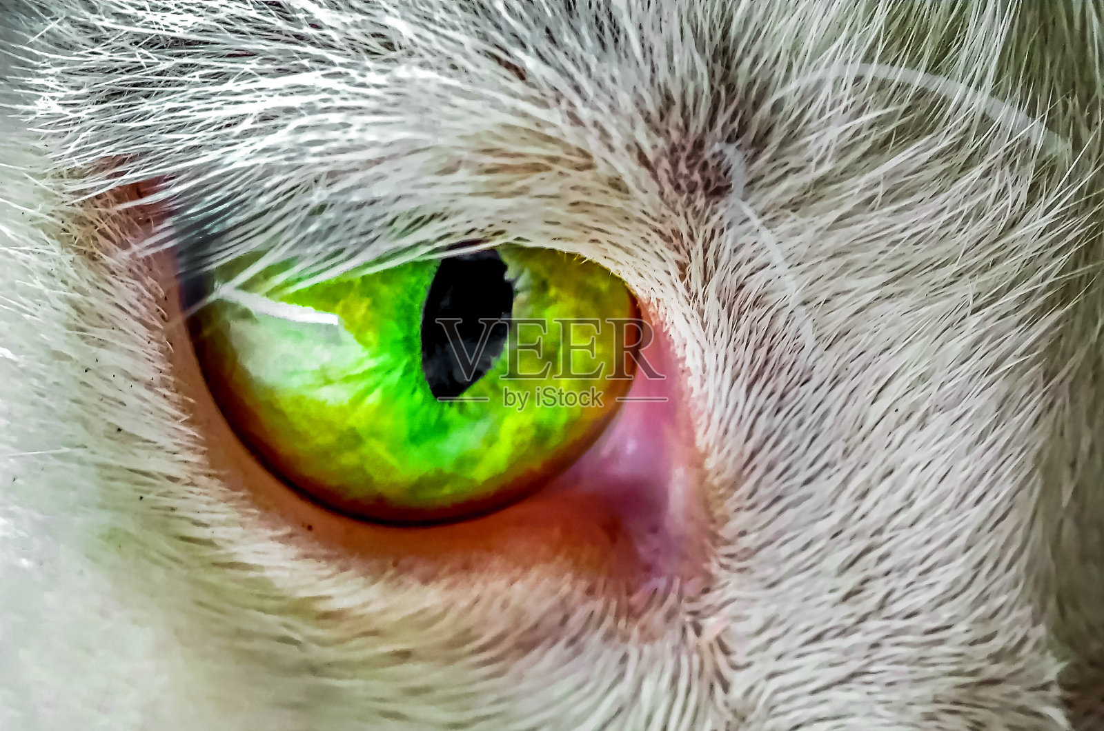 眼睛的猫照片摄影图片