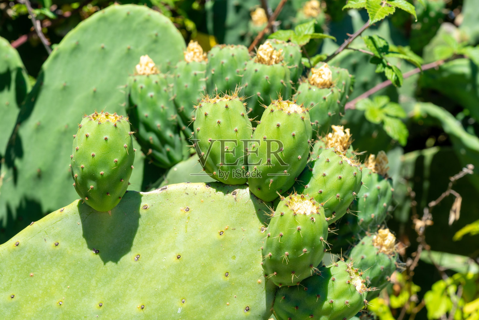 生长过程中的绿色印度无花果，以束状附着在阔叶上。照片摄影图片
