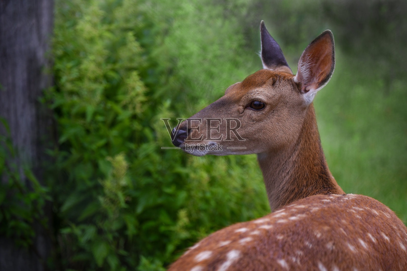 小狍子在森林里散步照片摄影图片