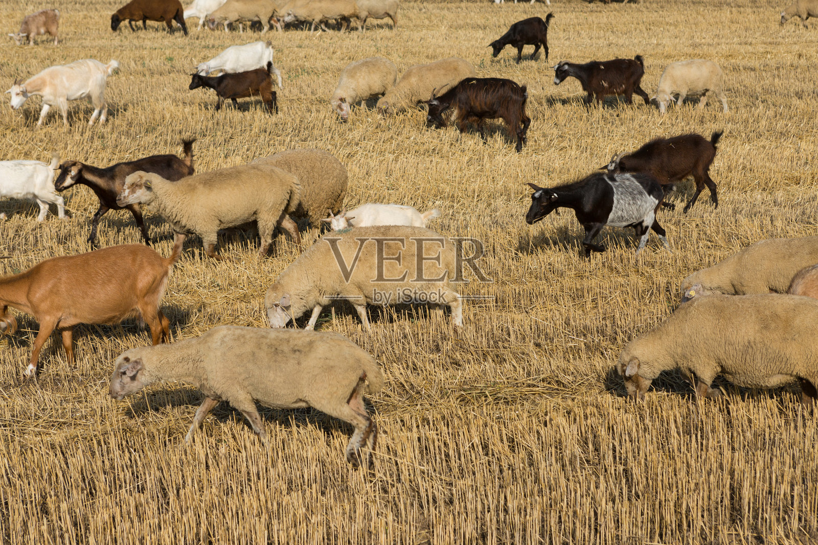 春天绵羊和山羊在青草上吃草照片摄影图片
