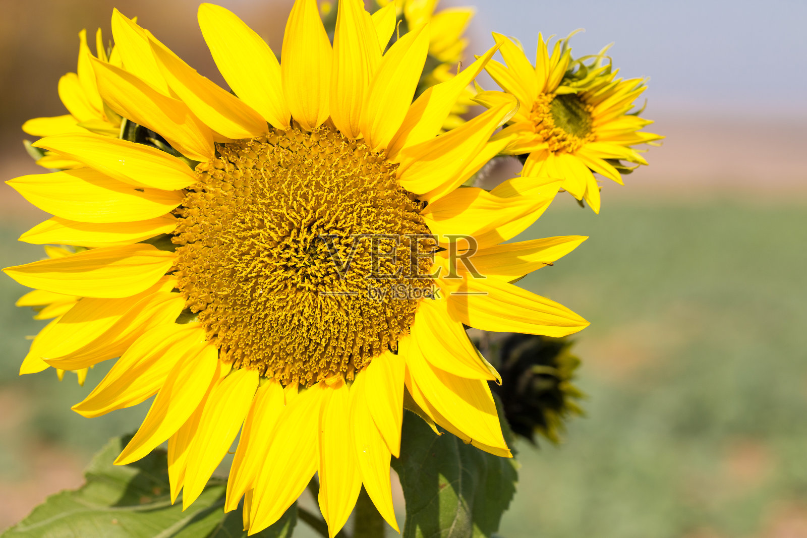 夕阳下灿烂的金色向日葵田。照片摄影图片