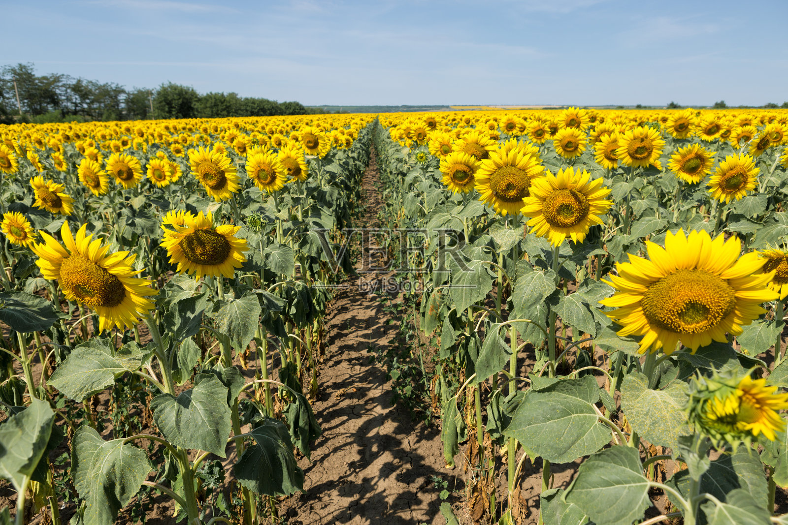 夕阳下灿烂的金色向日葵田。照片摄影图片