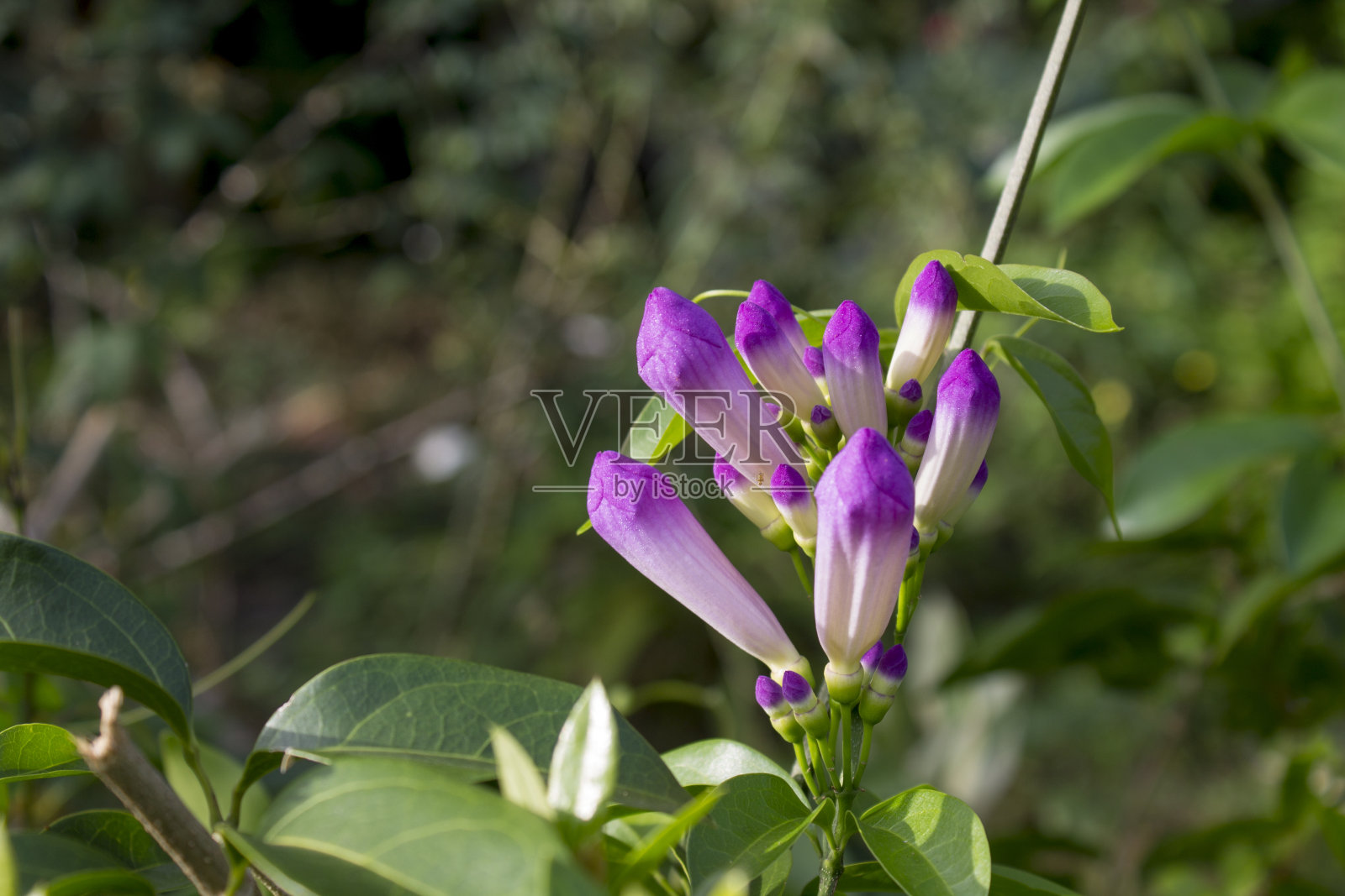 小号花照片摄影图片