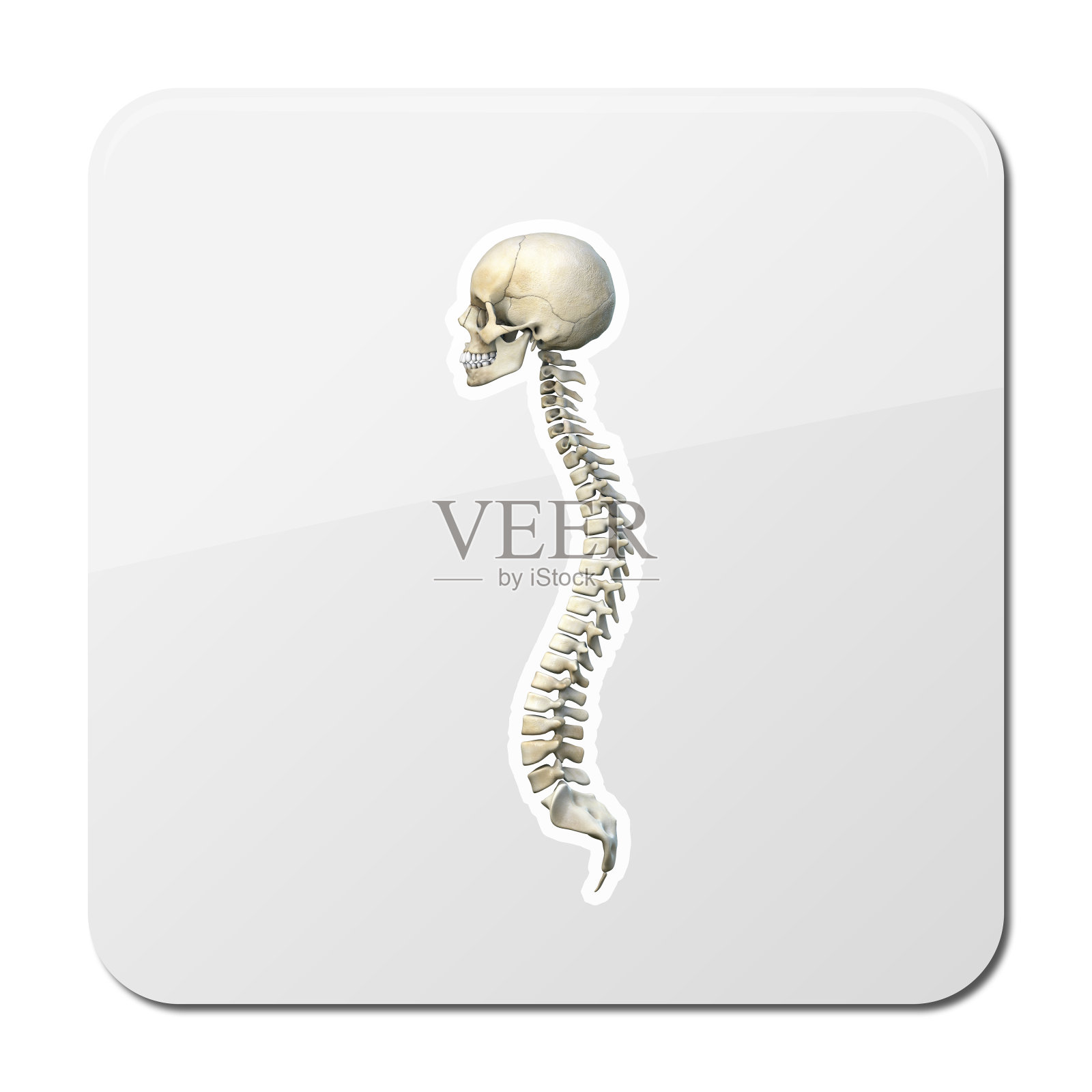 脊柱图标。简单的插图脊椎图标为网页设计孤立在白色背景，3d图形照片摄影图片