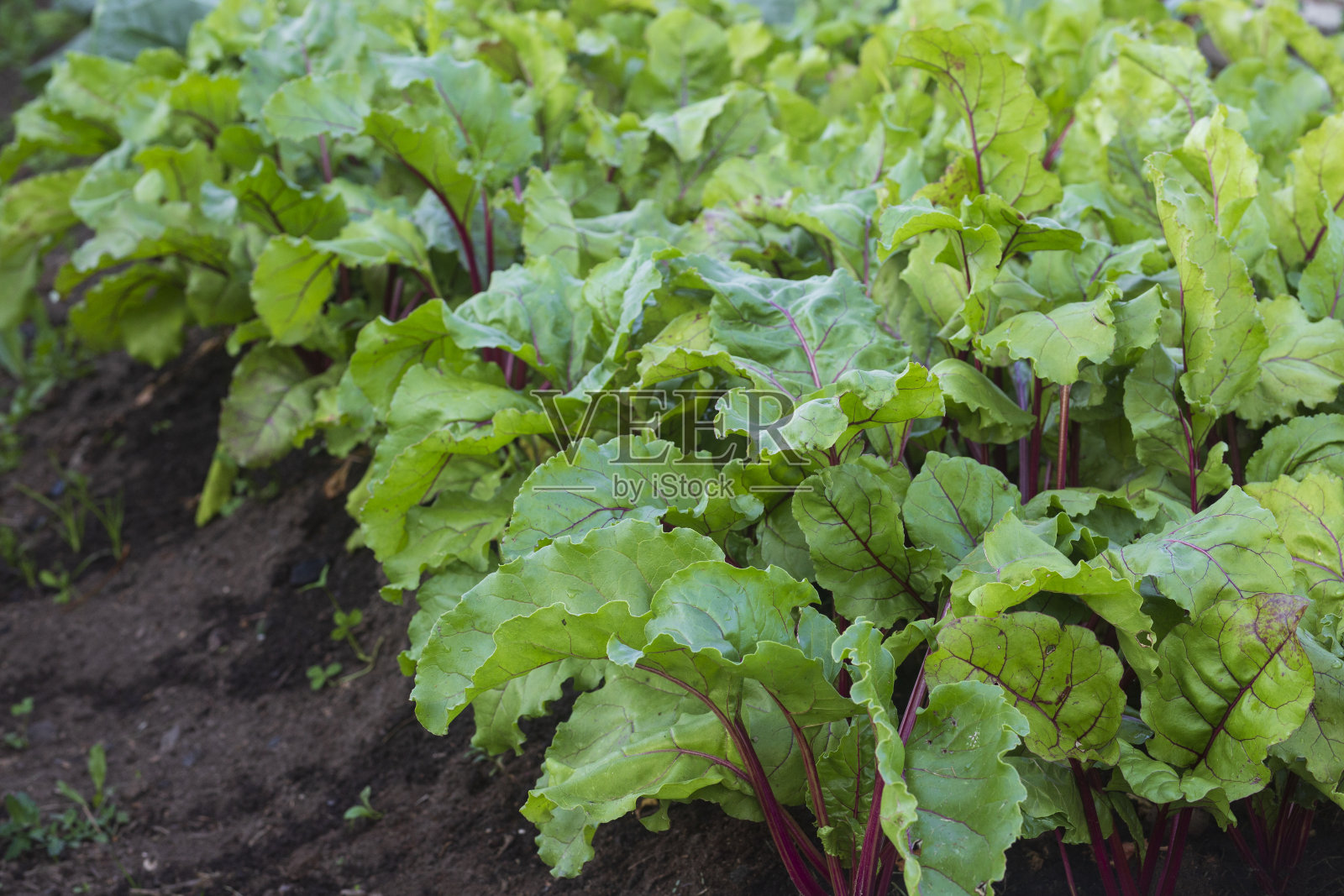 甜菜根照片摄影图片