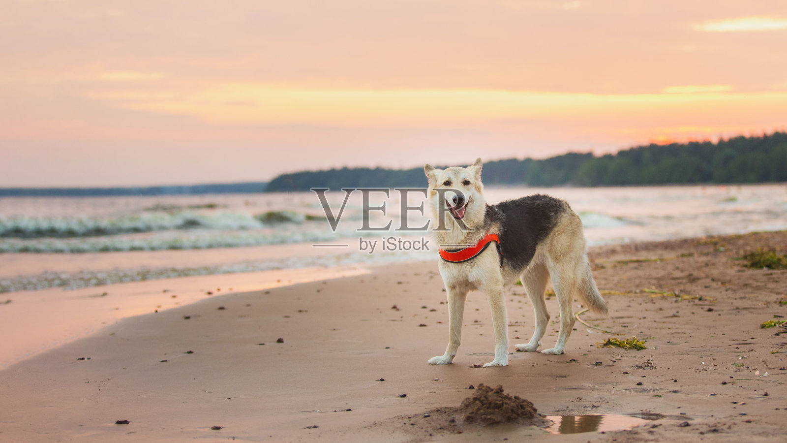 漂亮的狗在海边散步照片摄影图片