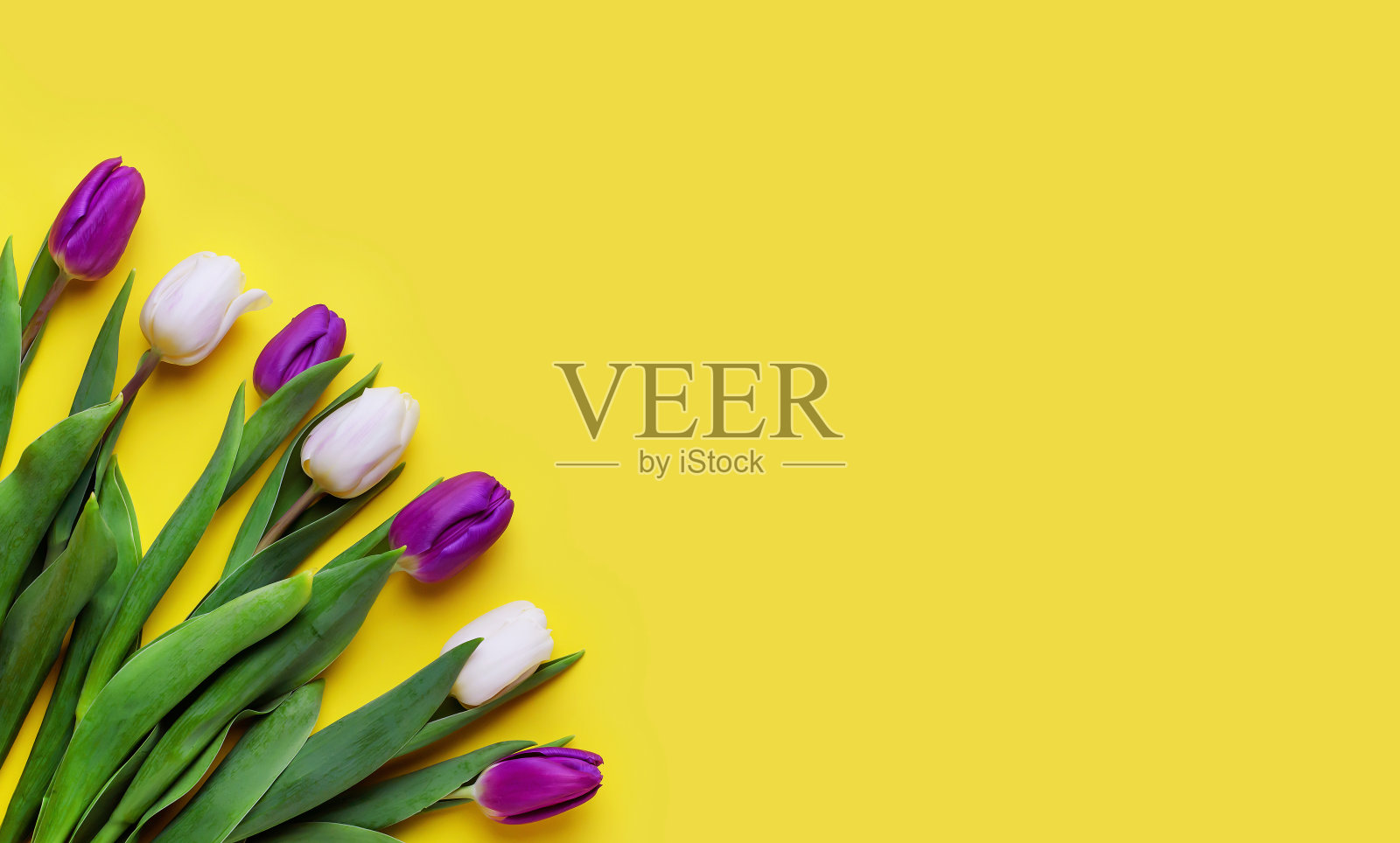 黄色背景贺卡上盛开的新鲜郁金香照片摄影图片
