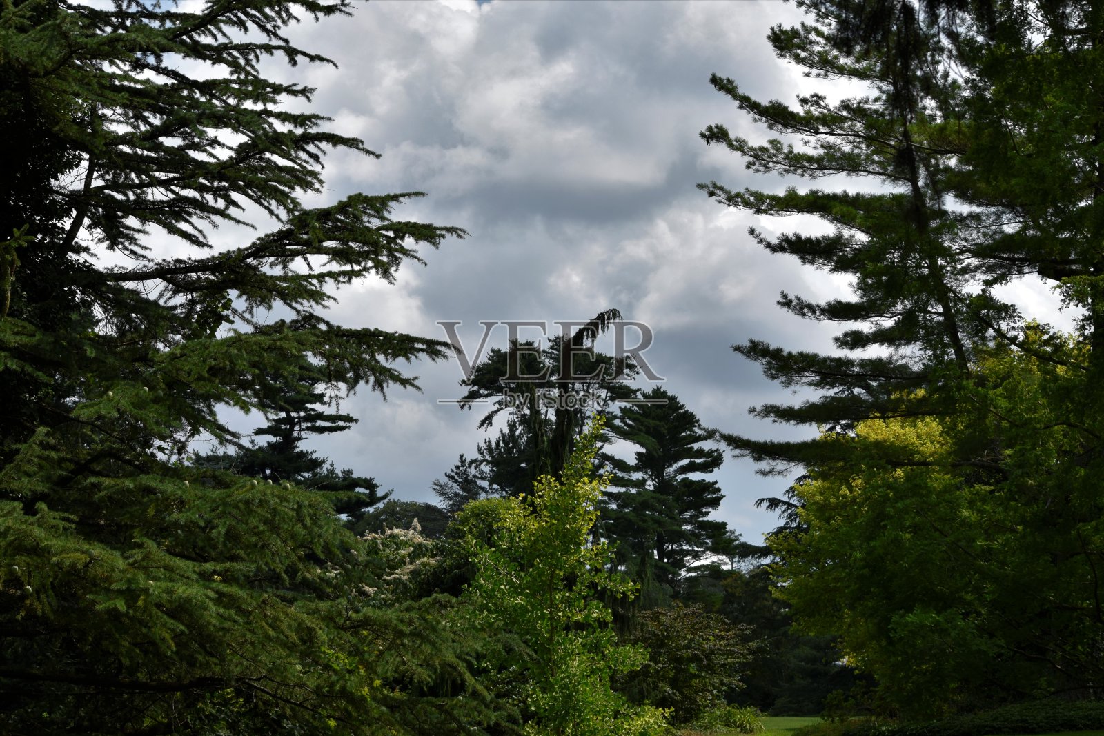公园里的阴天照片摄影图片
