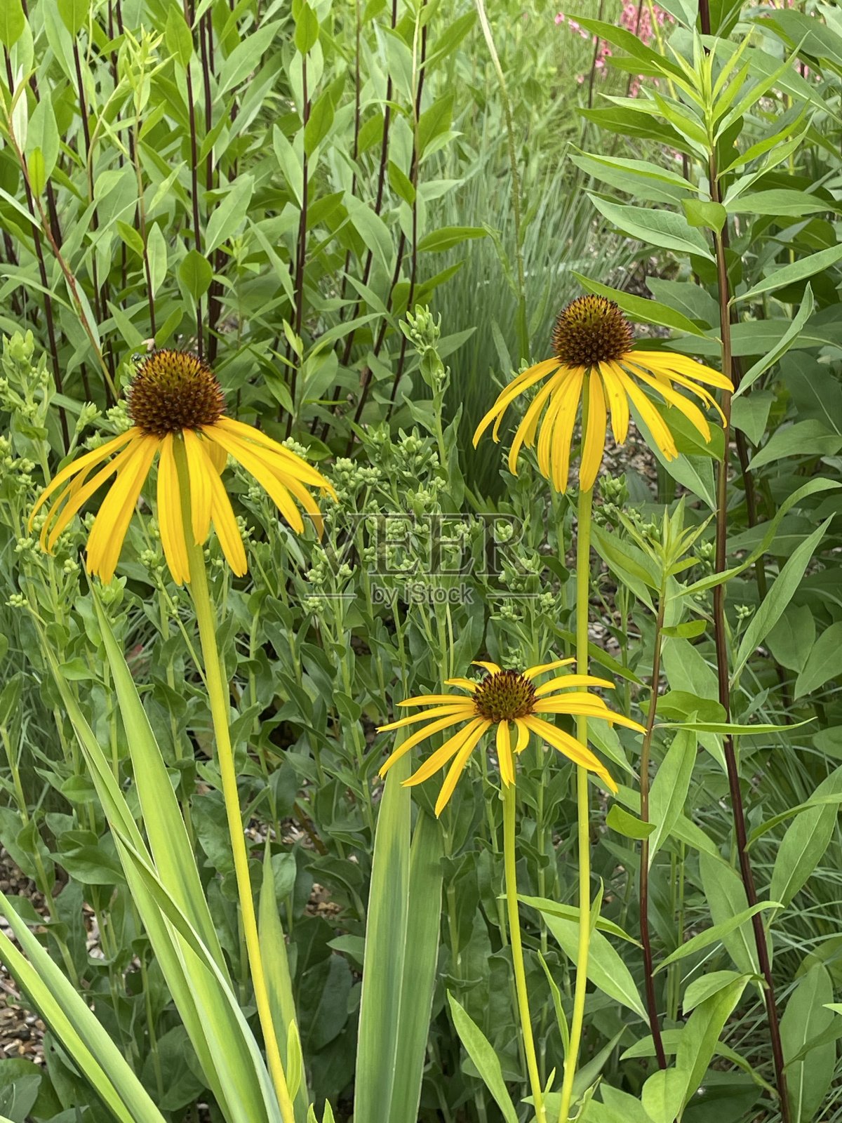 锥花照片摄影图片