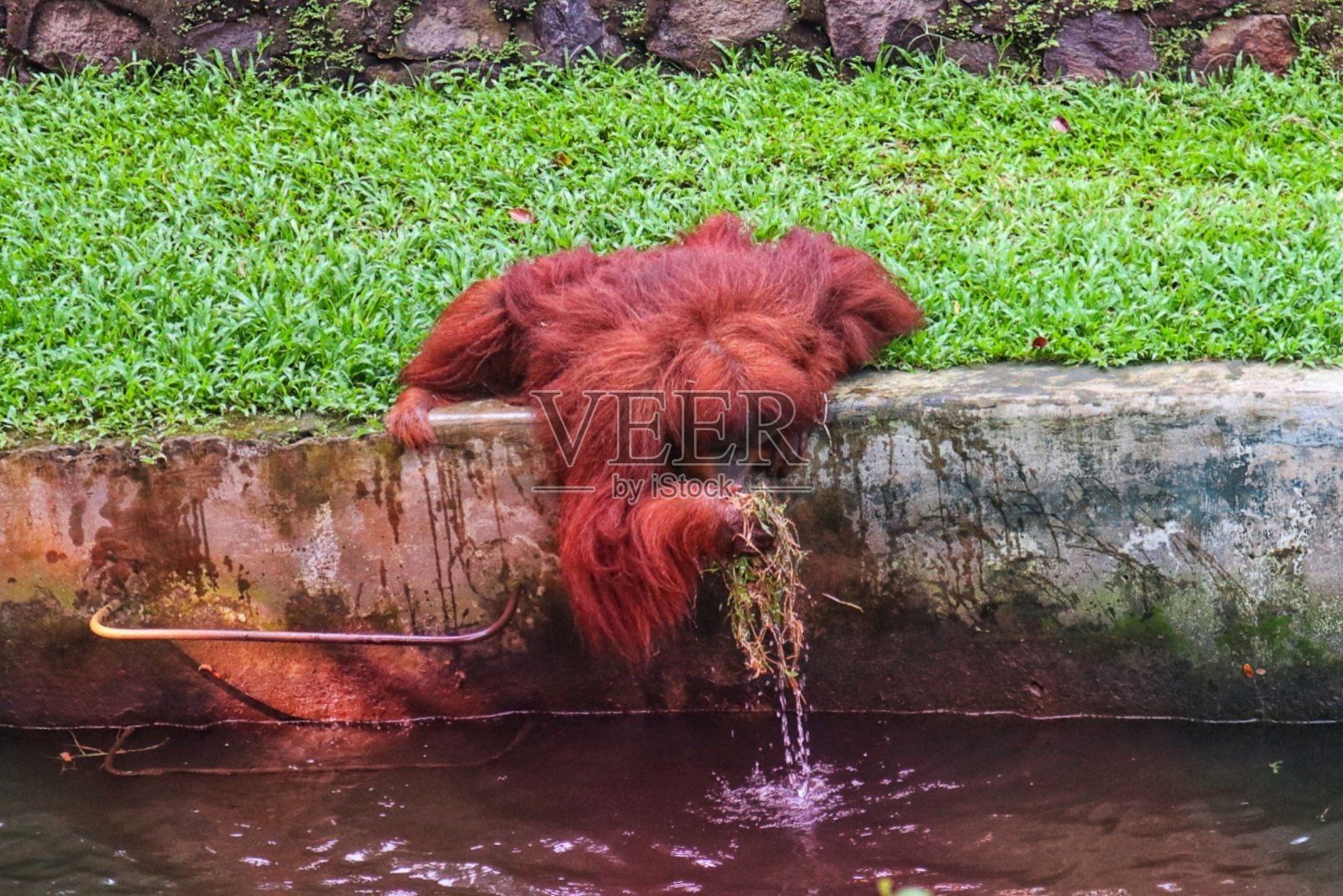 口渴的猩猩照片摄影图片
