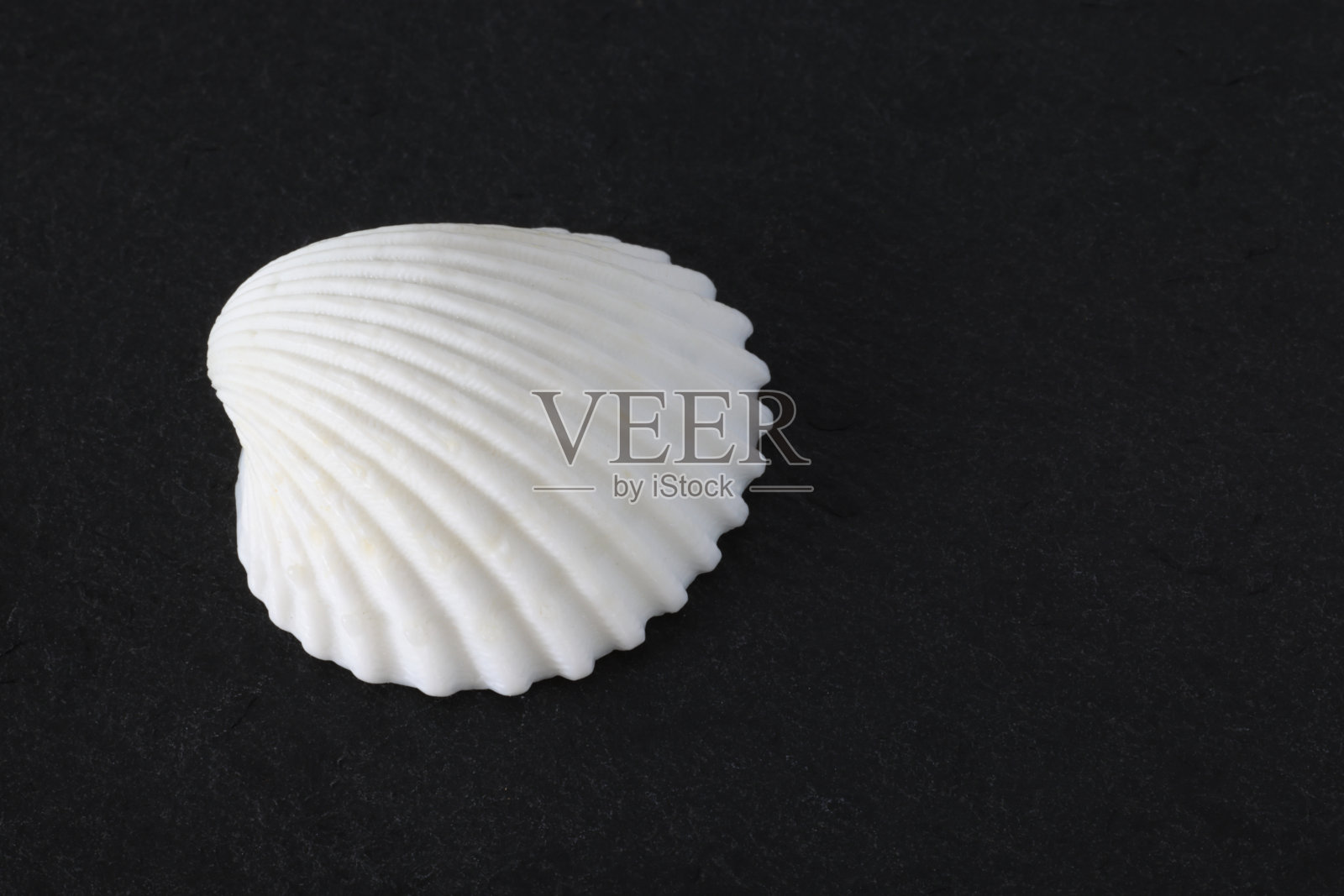 贝壳照片摄影图片