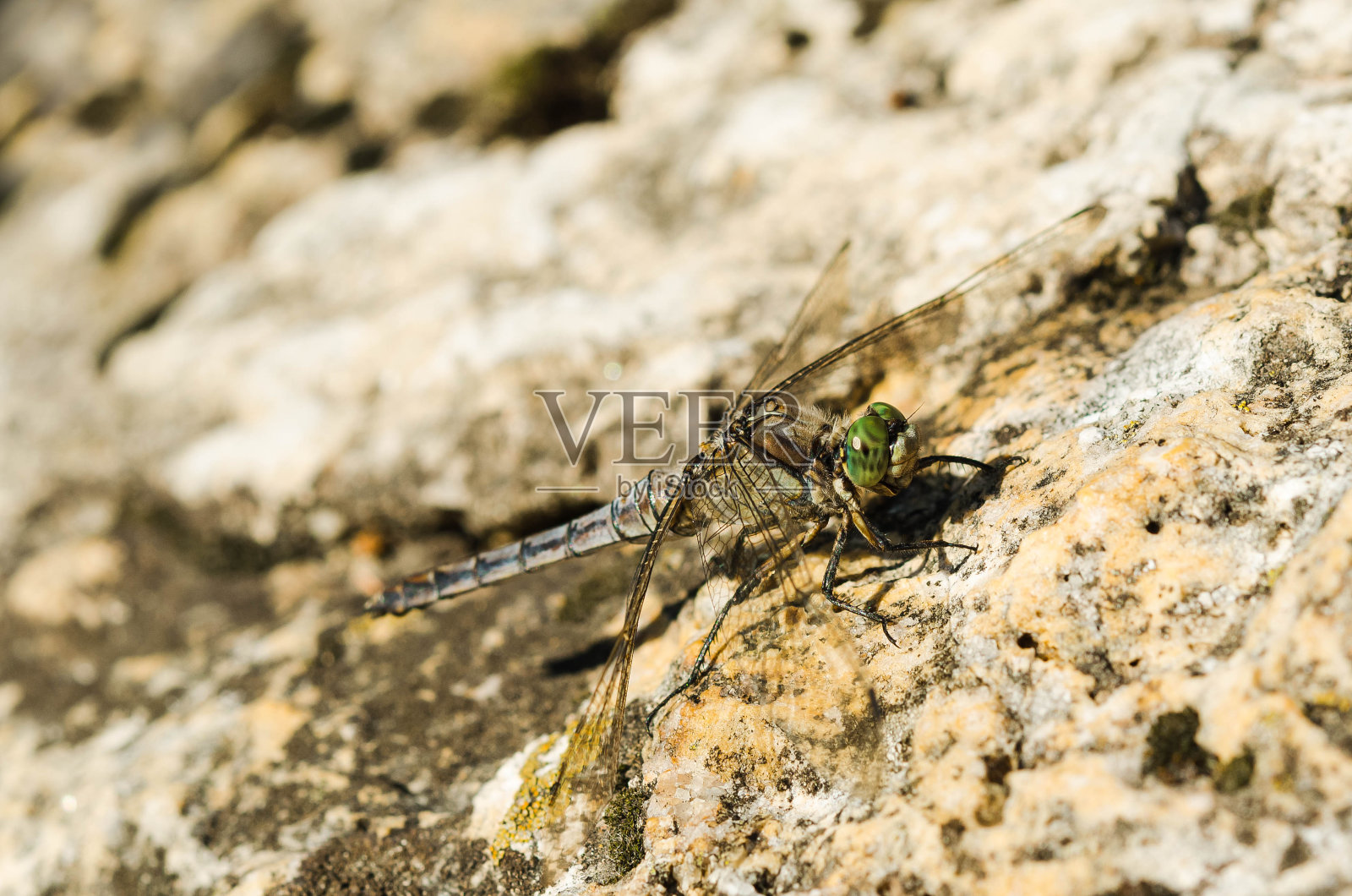 灰色蜻蜓(差翅亚目)照片摄影图片