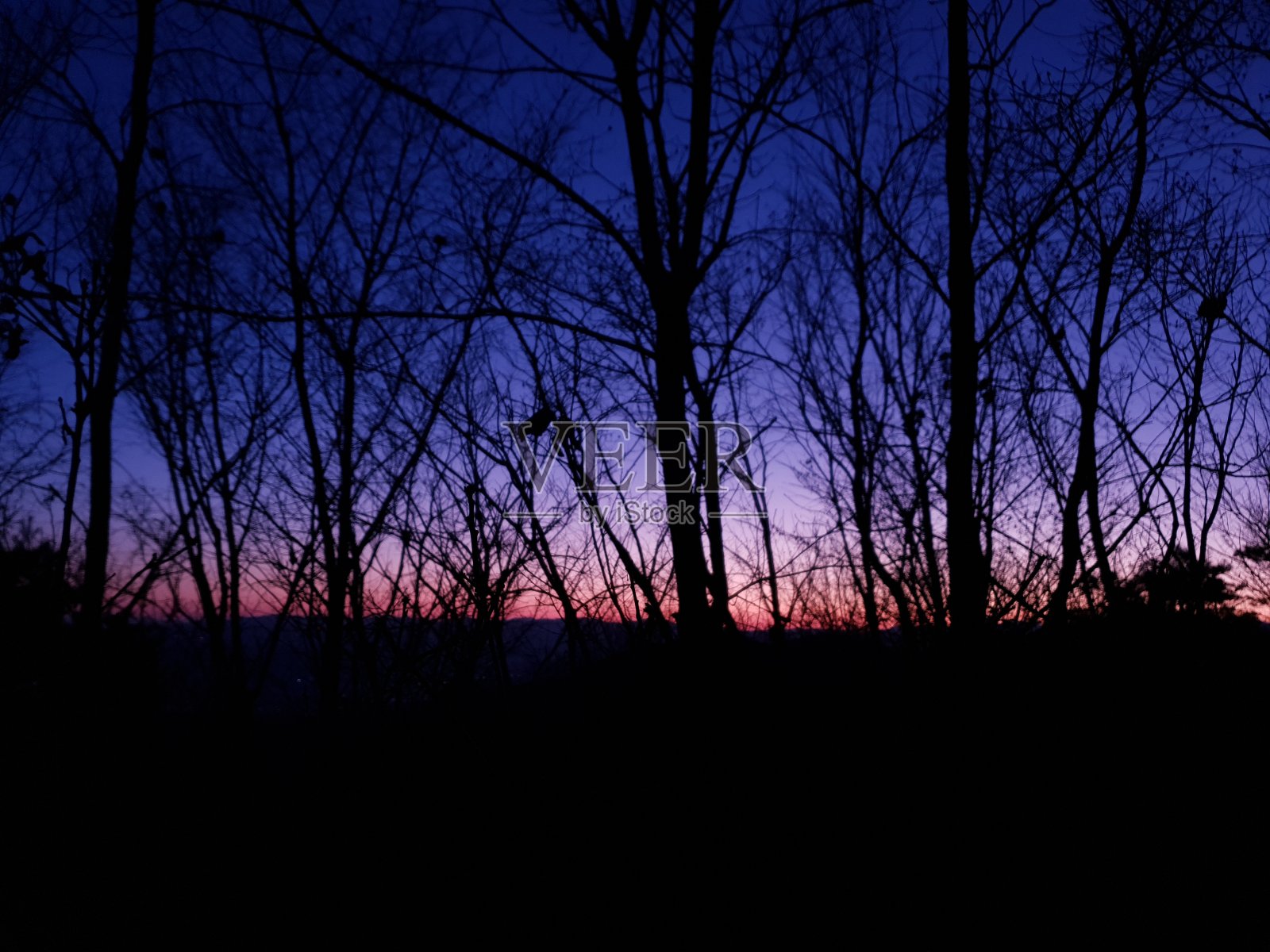 黎明的树照片摄影图片