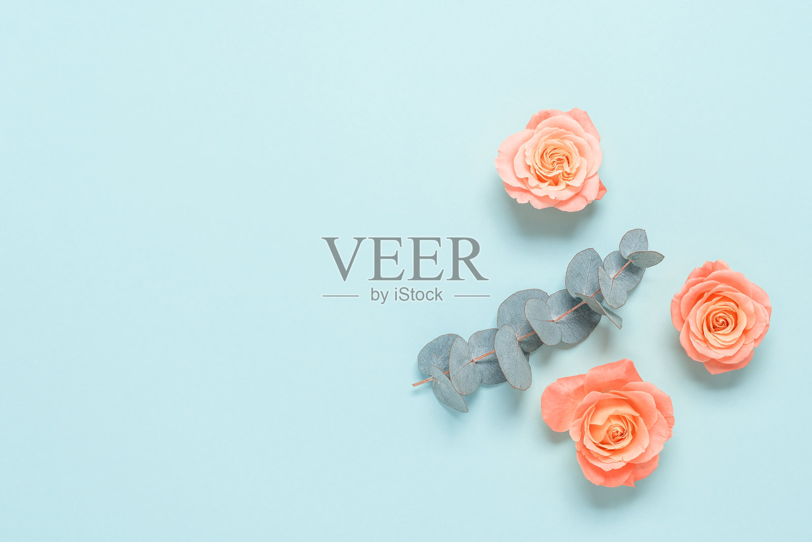 花组成的粉红色玫瑰和桉树枝在蓝色蜡笔纸背景。俯视图，平放。照片摄影图片