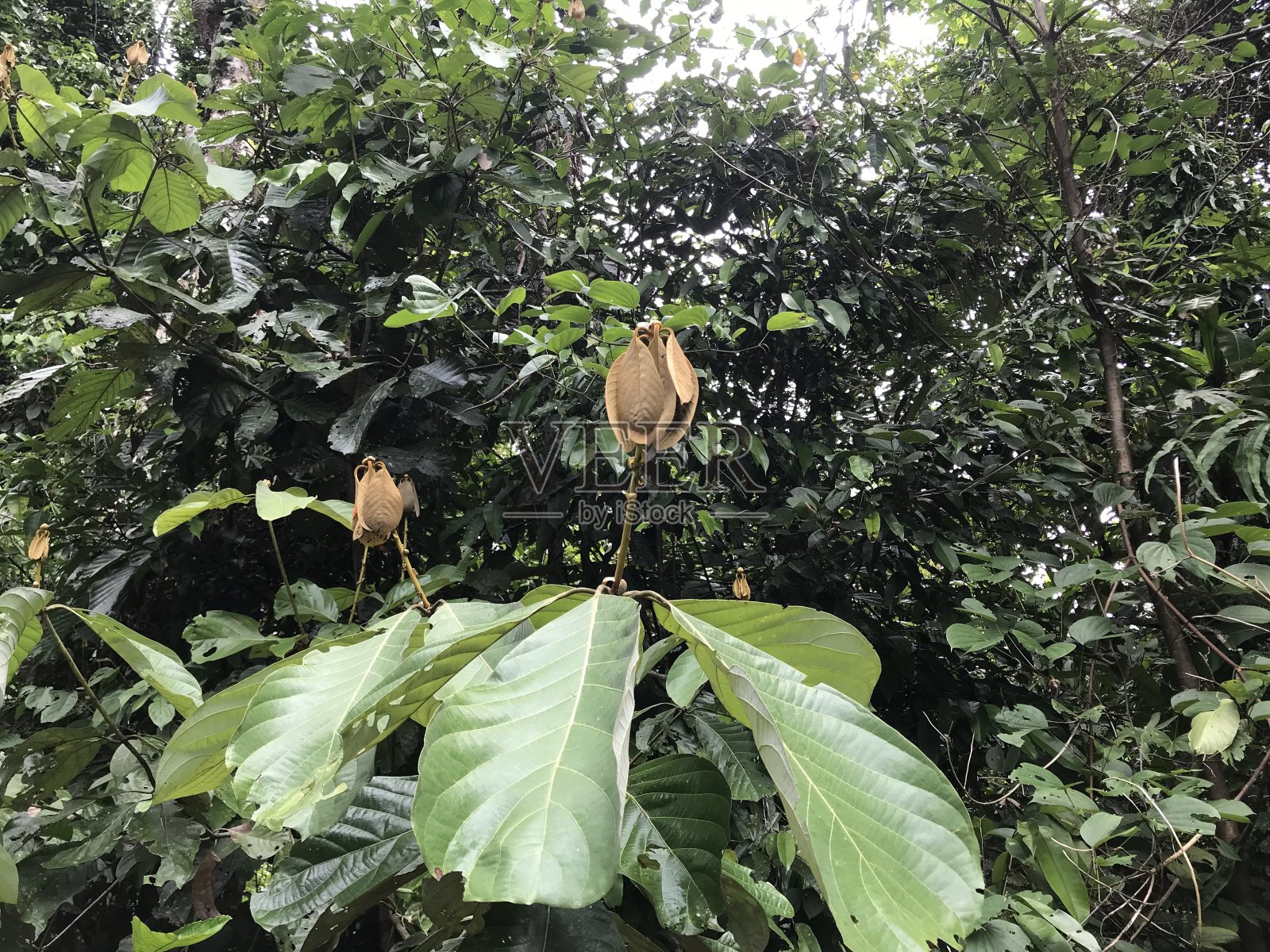 樟科植物的英文照片摄影图片