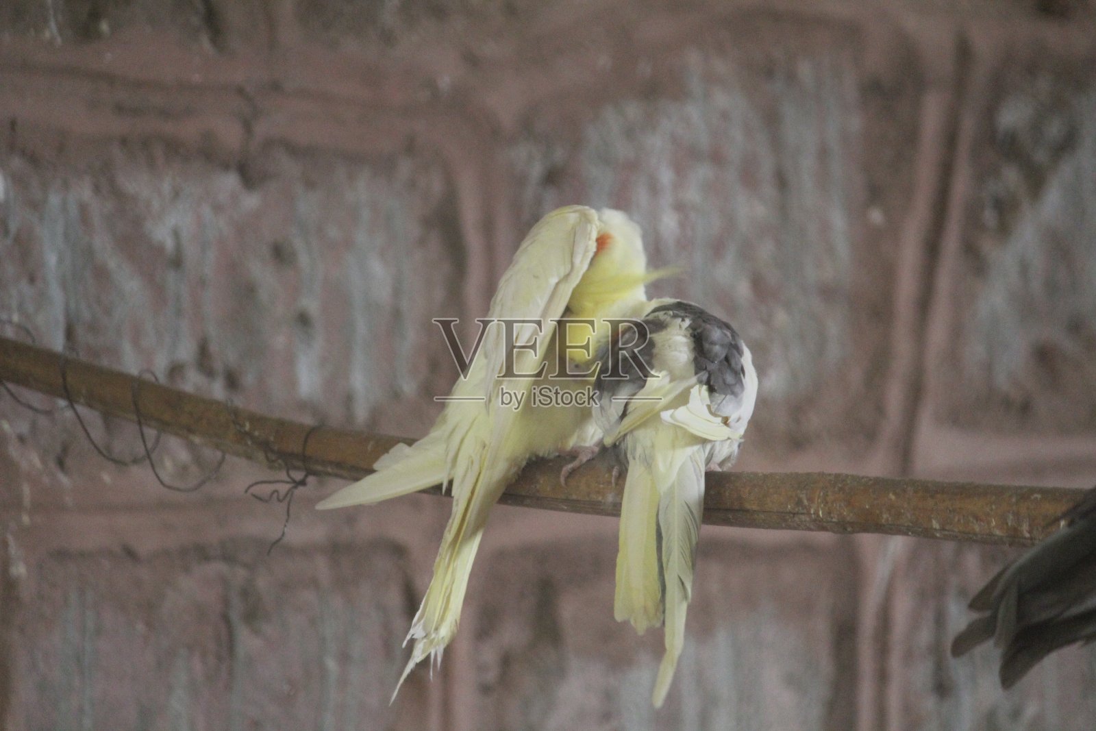 热恋中的照片摄影图片