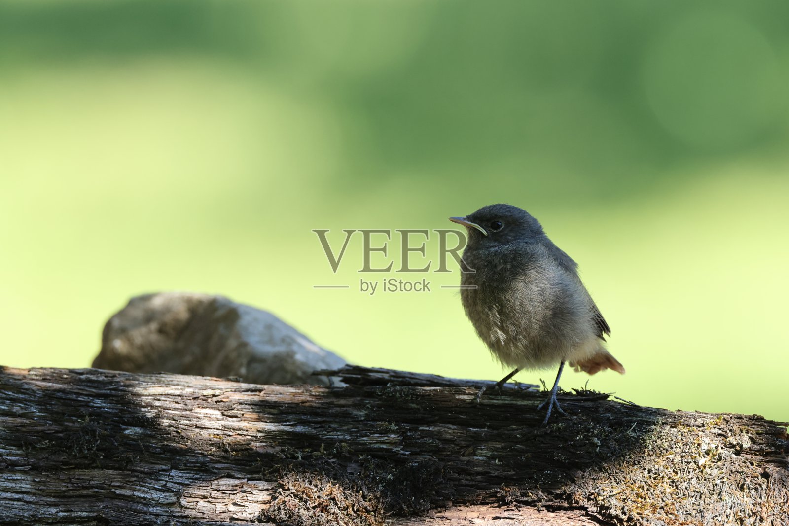 黑红雀照片摄影图片
