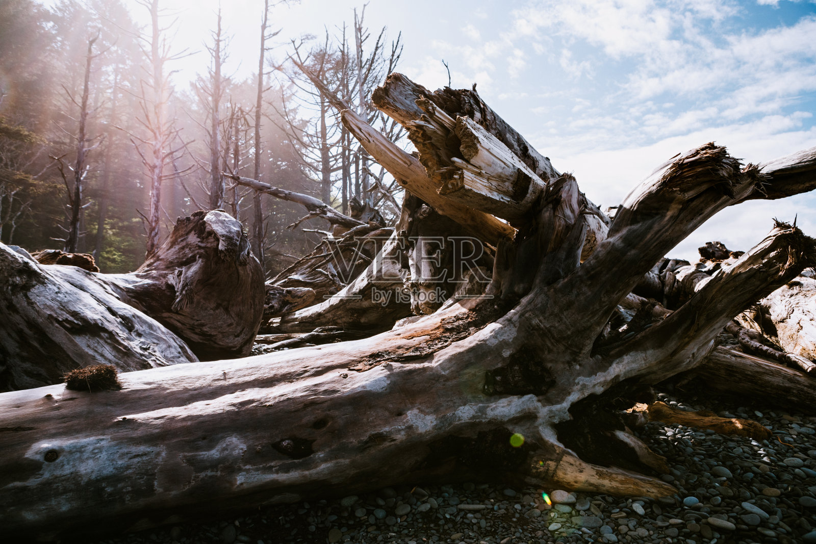 华盛顿州奥林匹克半岛海岸线照片摄影图片