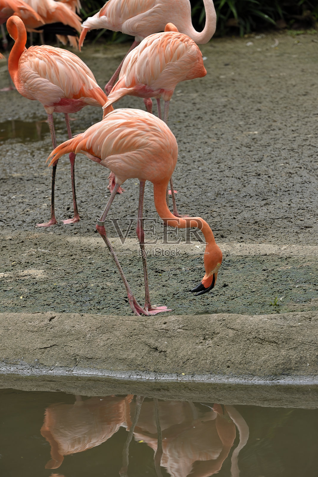 公园里的美国或加勒比海火烈鸟照片摄影图片